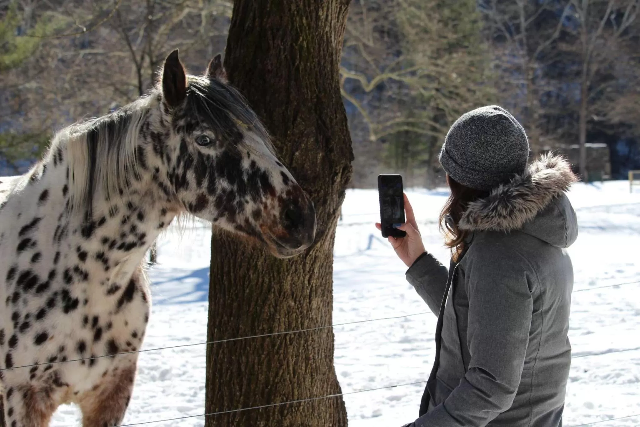 Animals in Laurel River Club Bed & Breakfast or LRCBNB