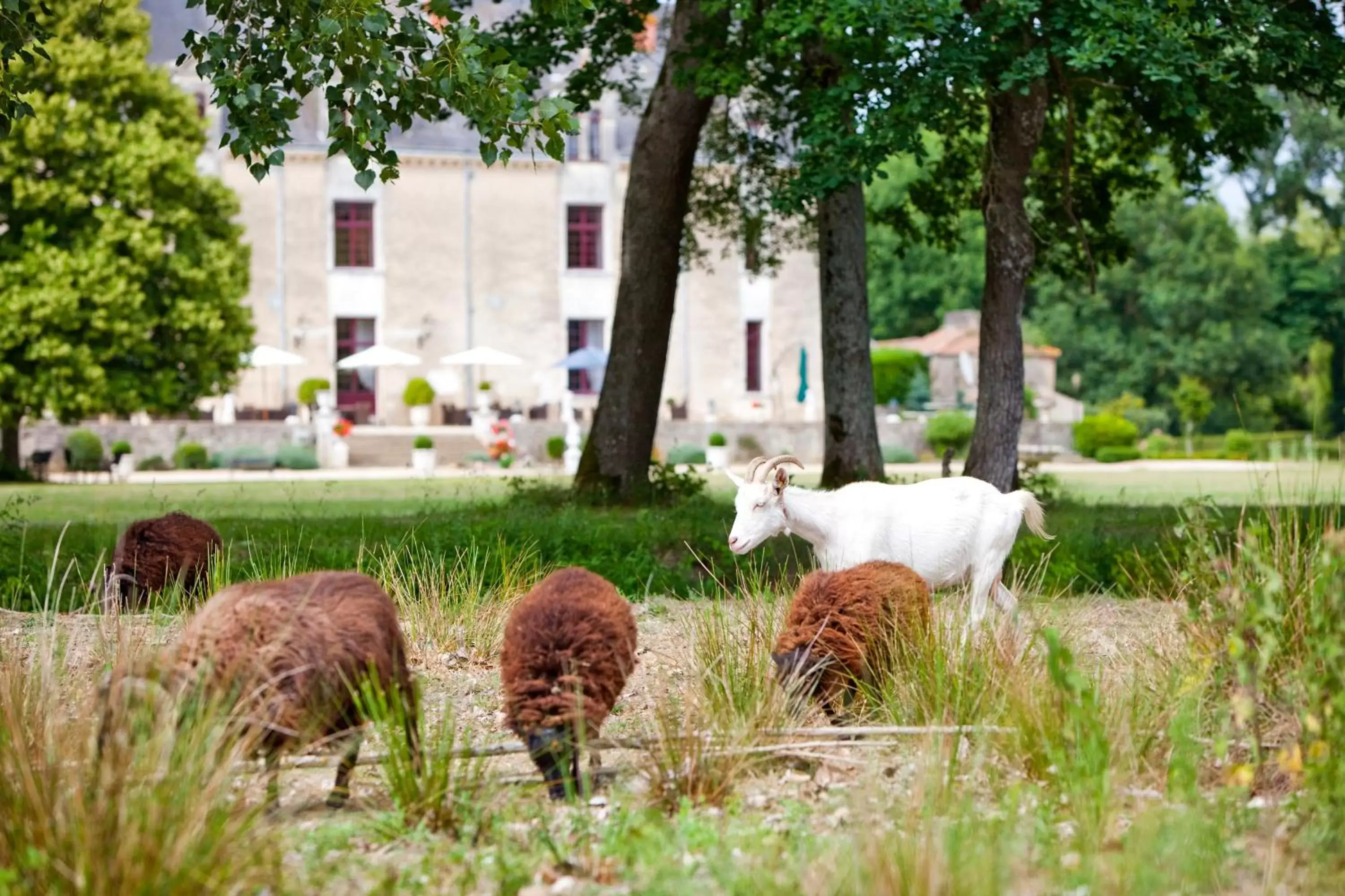 Facade/entrance, Other Animals in Château de la Verie