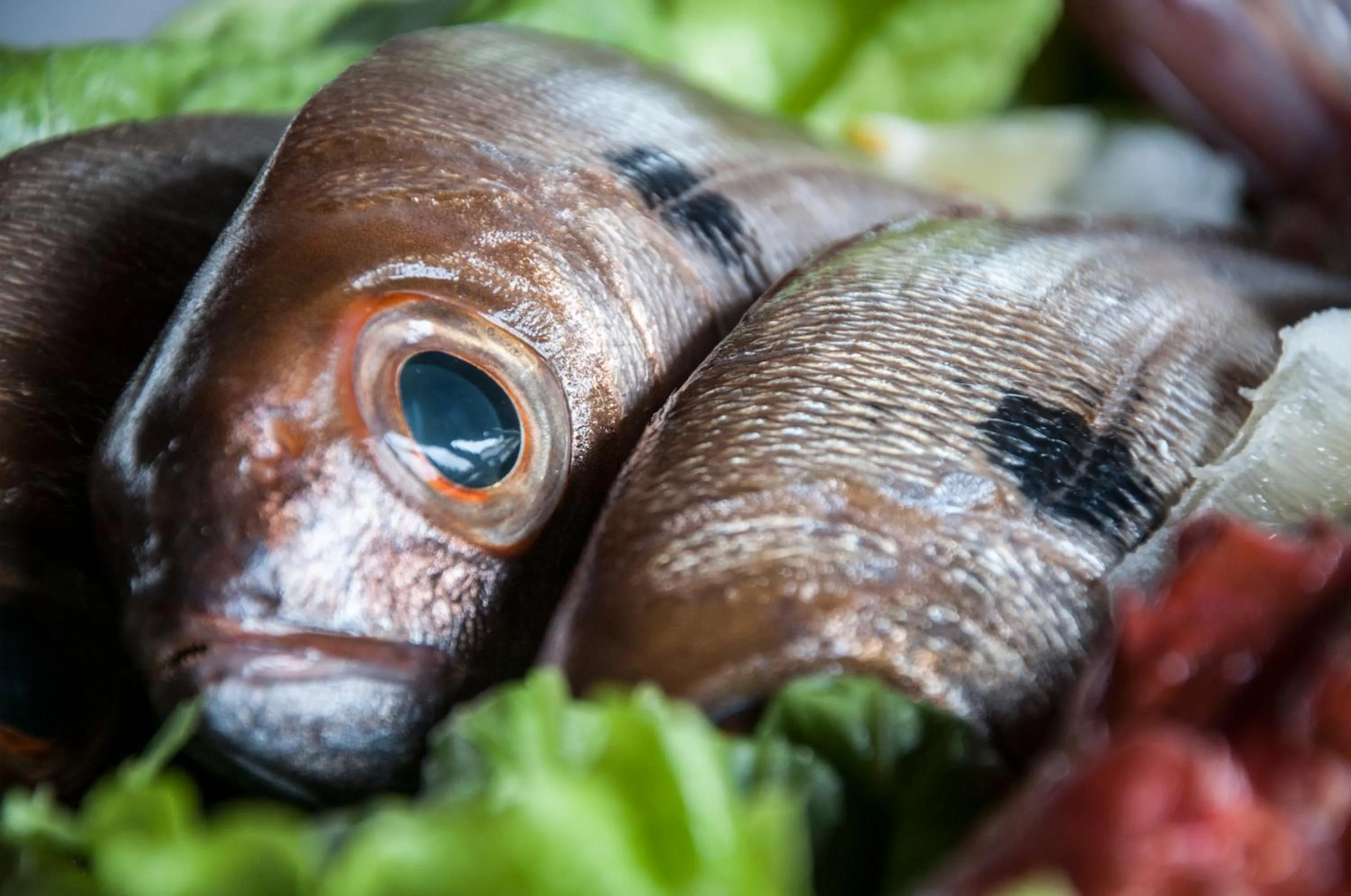 Restaurant/places to eat in Locanda Dal Sor Francesco