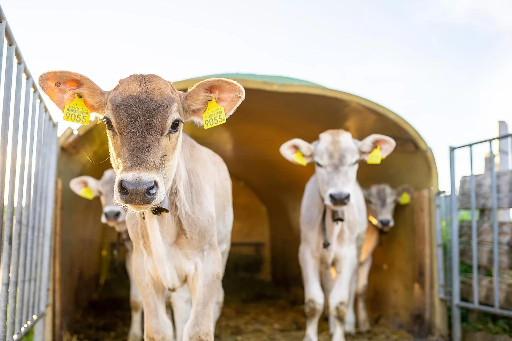 Other Animals in Gästehaus Aemisegg