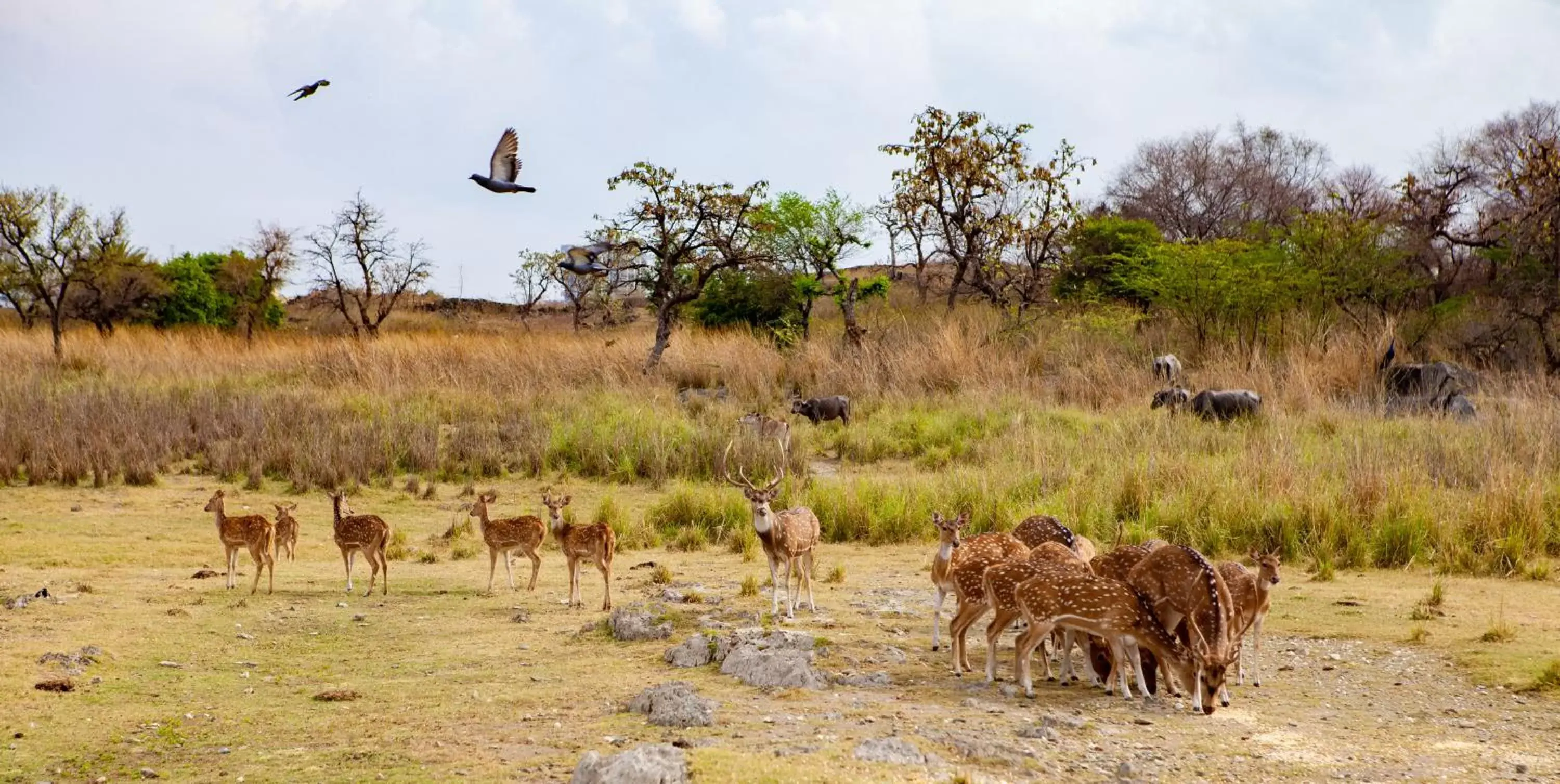 Other Animals in Shikarbadi Hotel - Heritage by HRH Group of Hotels