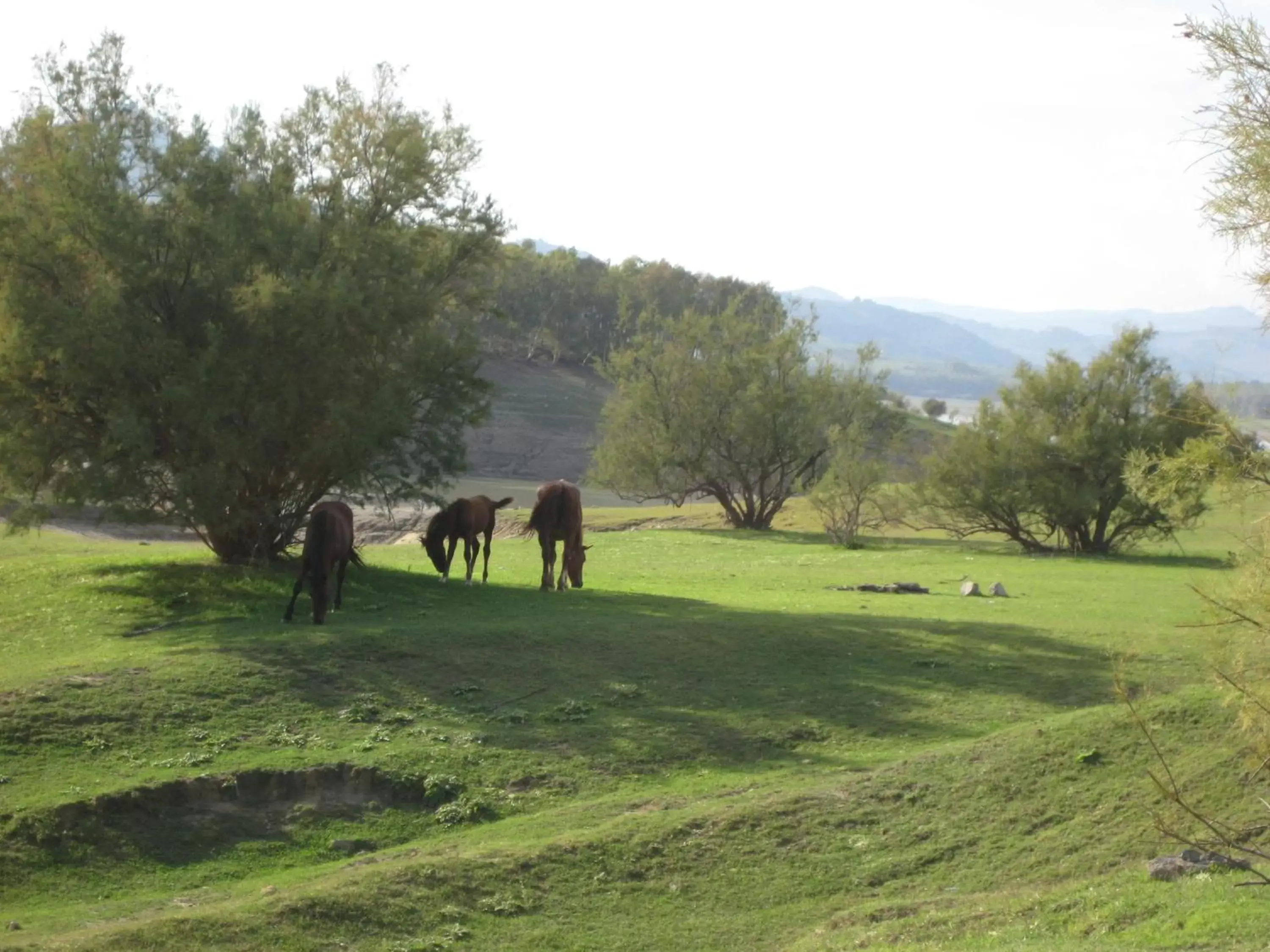 Animals, Other Animals in Oasi del Lago