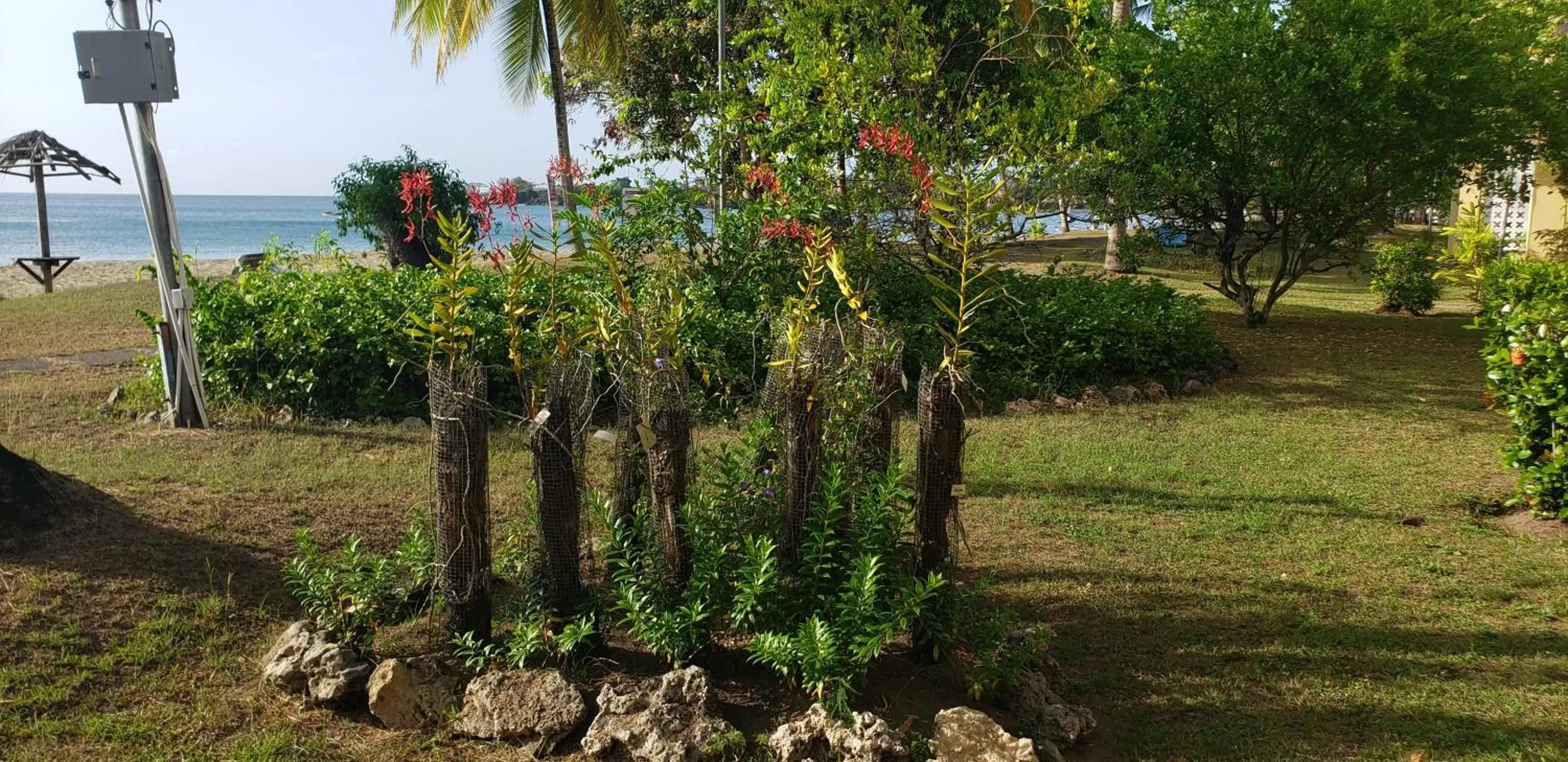 Garden in Starfish Tobago