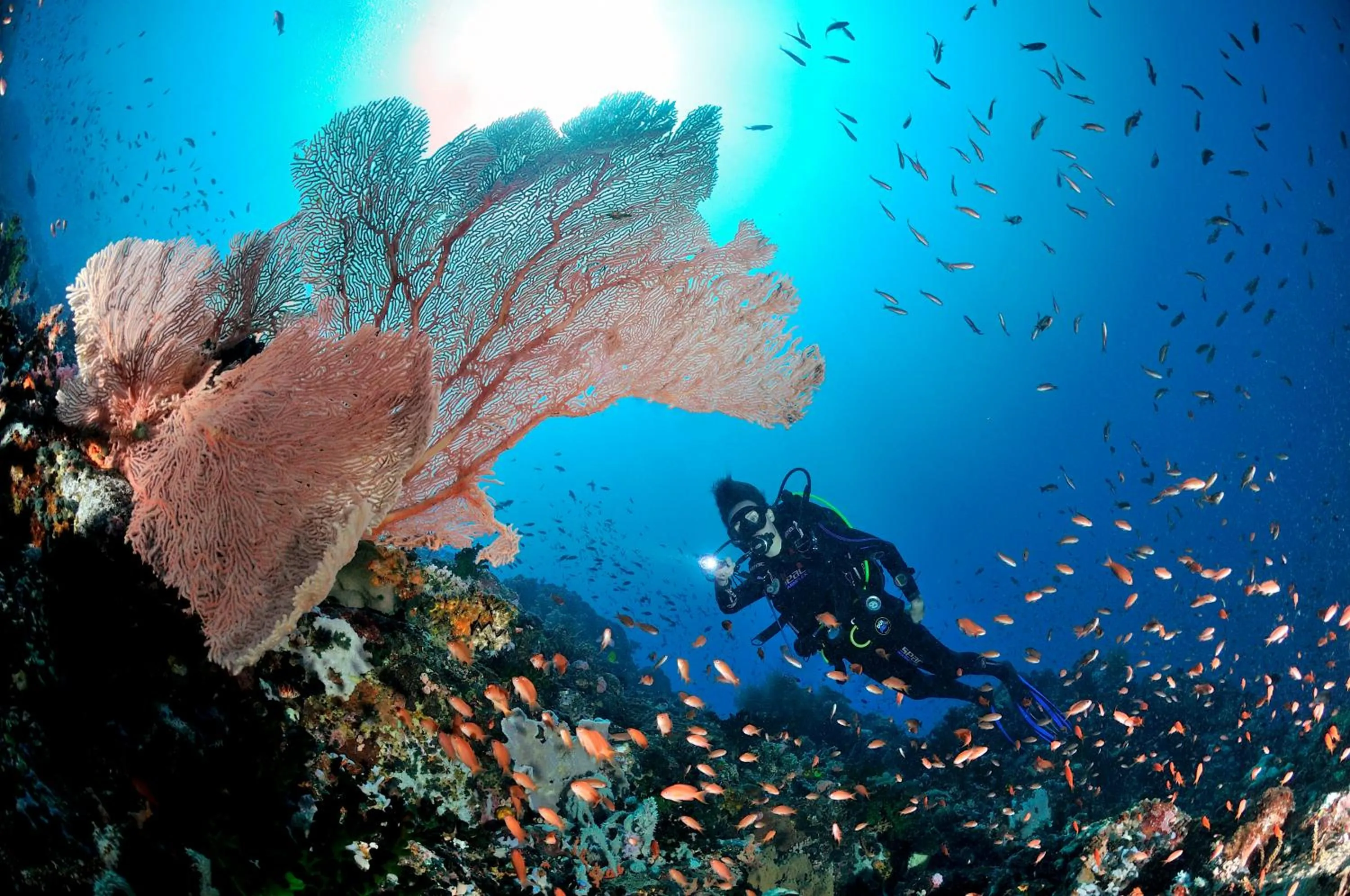 Diving in Edgewater Dive & Spa Resort