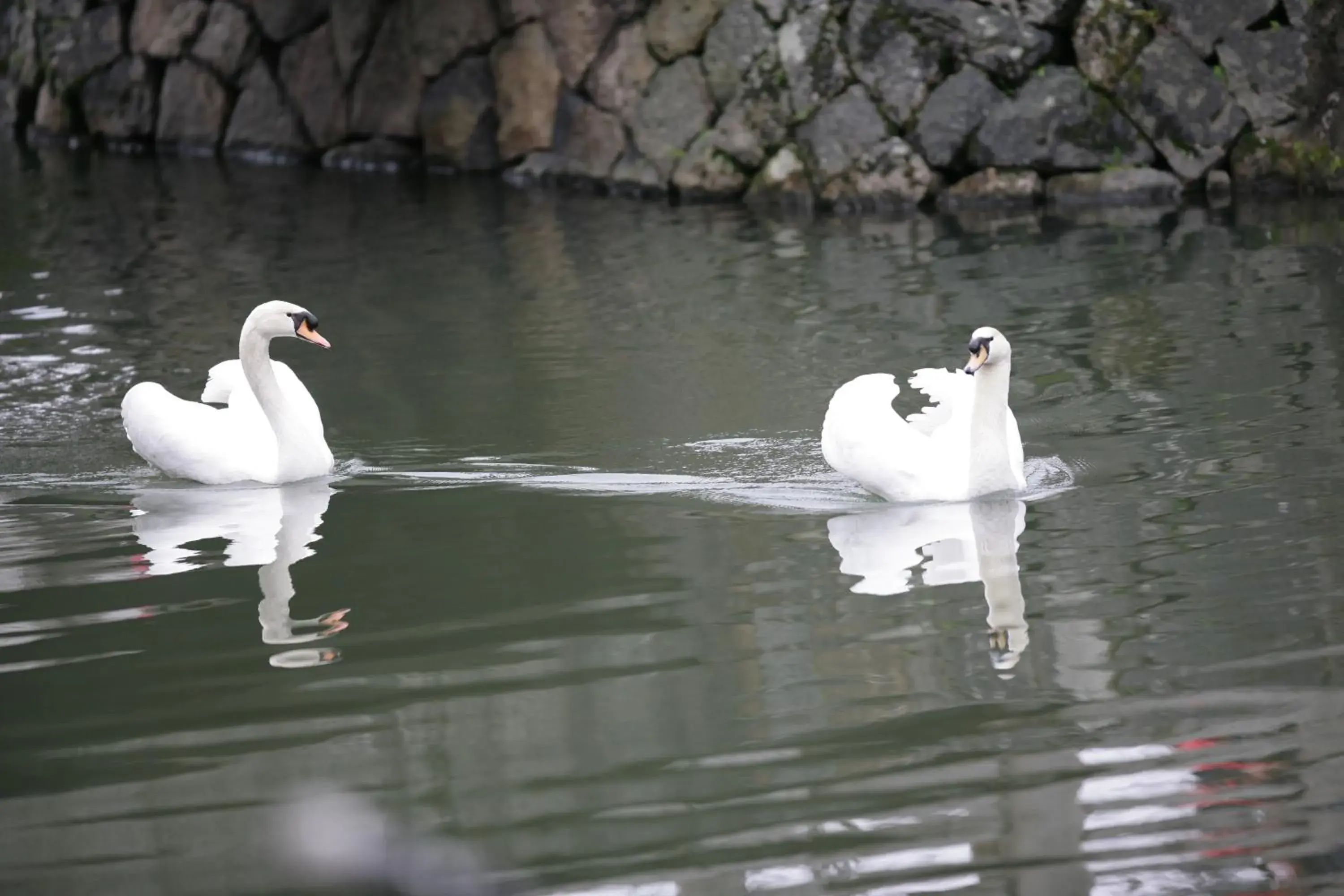 Off site, Other Animals in Ryori Ryokan Tsurugata Hotel