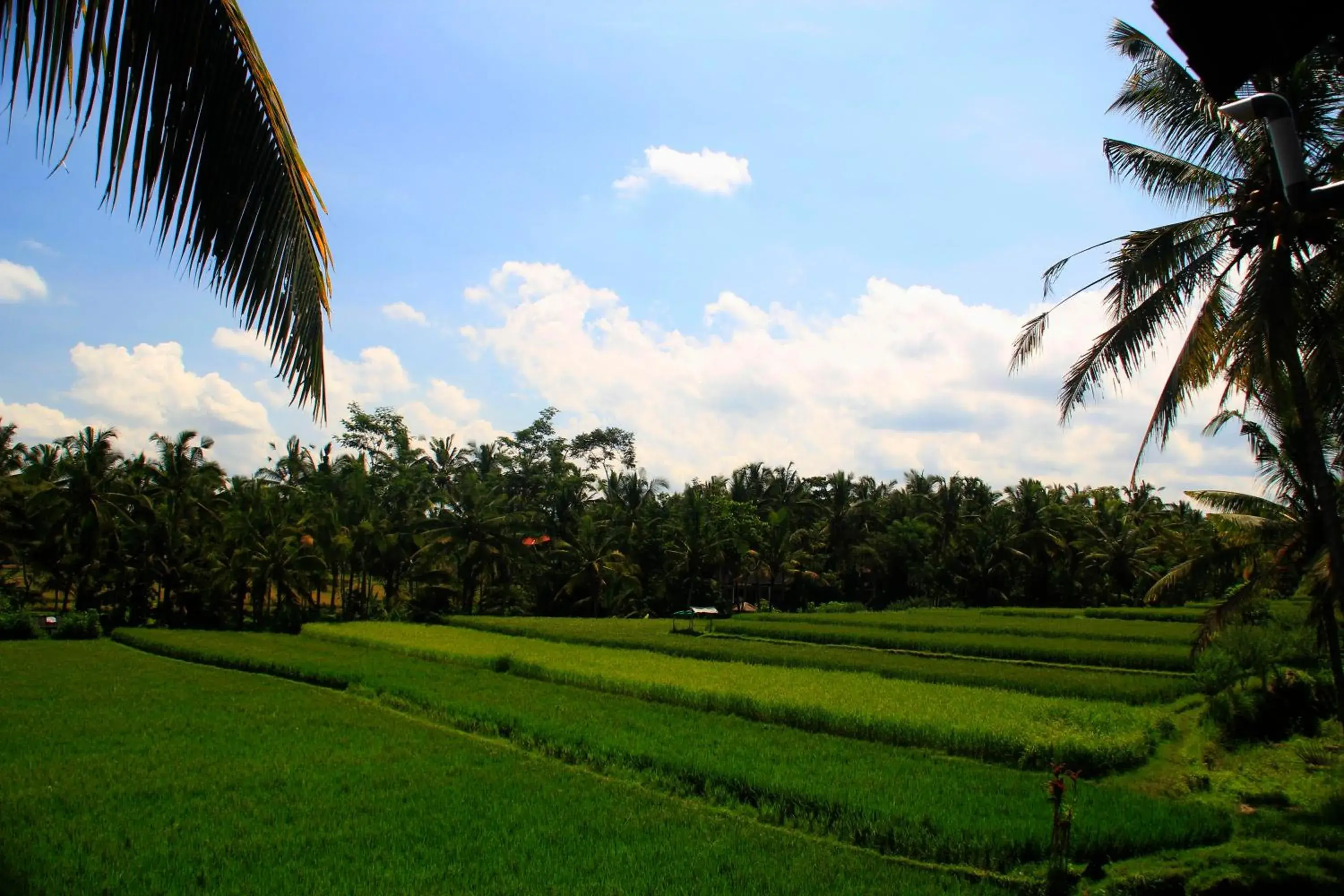 View (from property/room), Garden in Junjungan Ubud Hotel & Spa