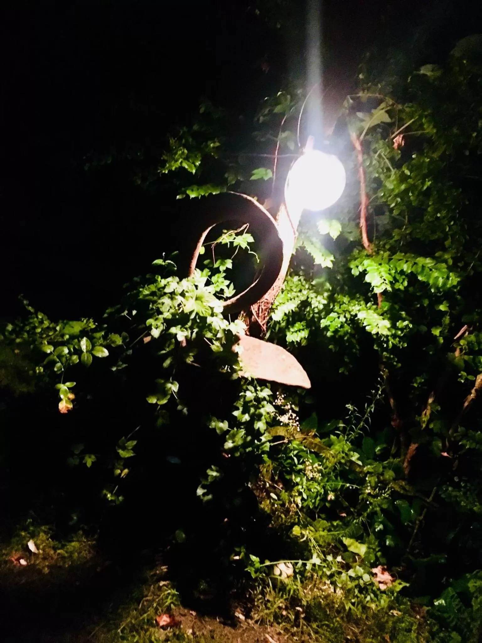 Rossella alla Villarella dei Tulipani