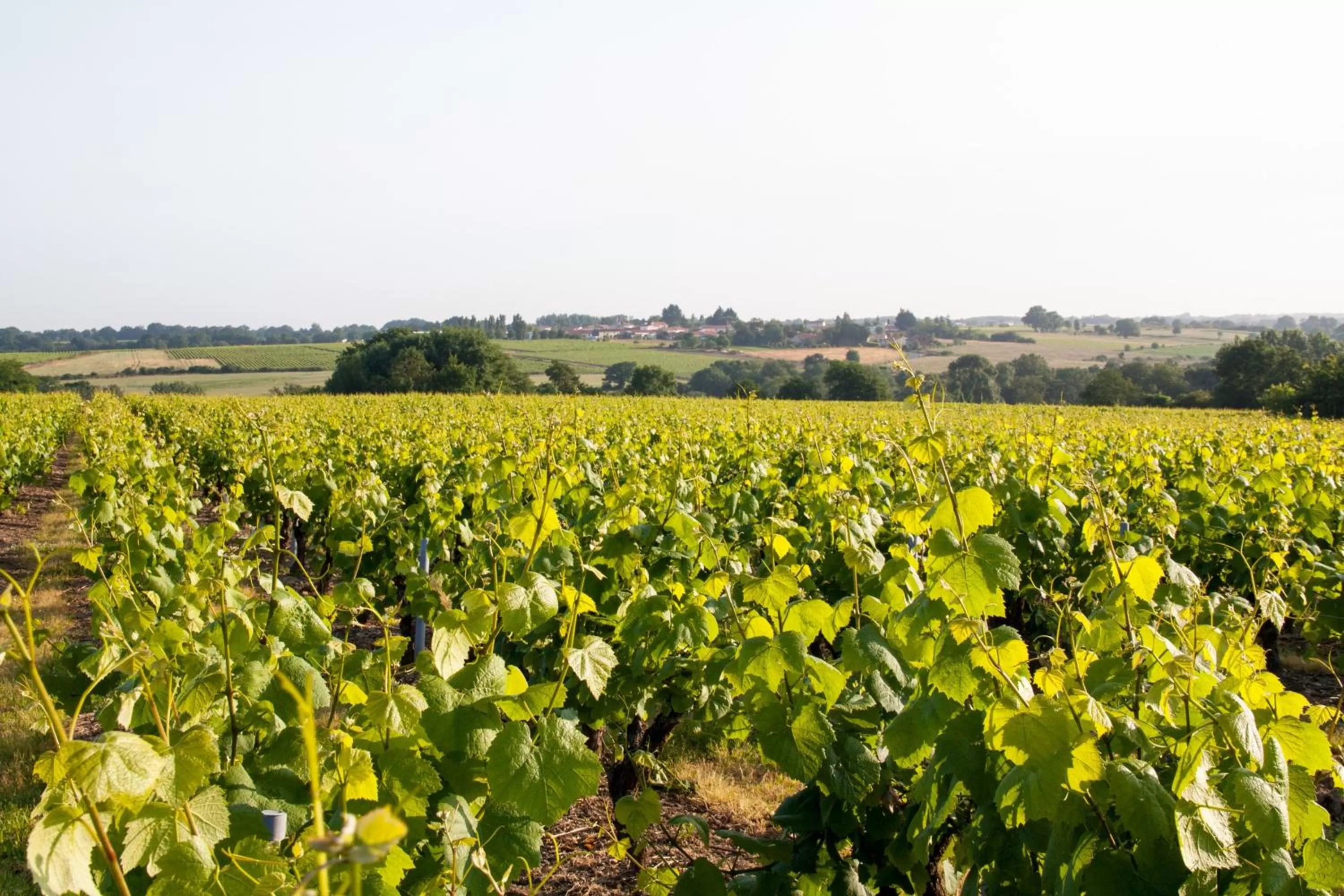 Nearby landmark in Holiday Inn Express Saint-Nazaire by IHG