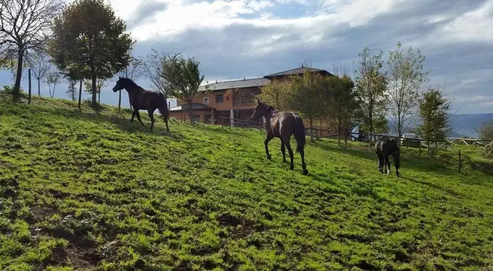 Other Animals in Hotel Rural Yeguada Albeitar