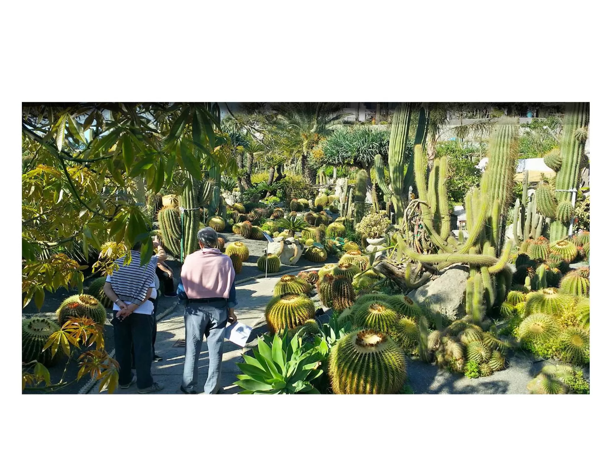 Garden in Villa Ravino Aparthotel