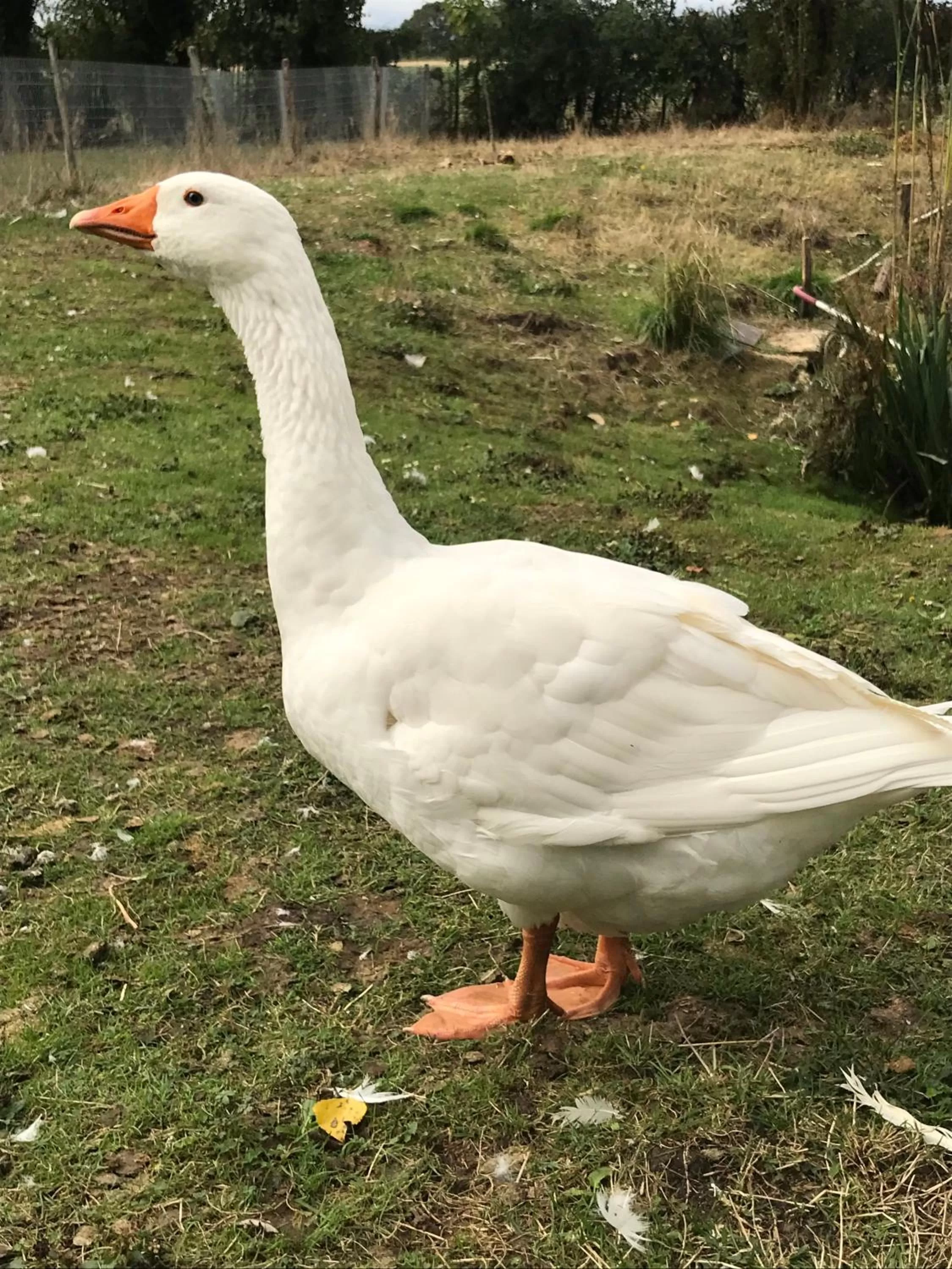 Other Animals in Chez Gustave & Compagnie