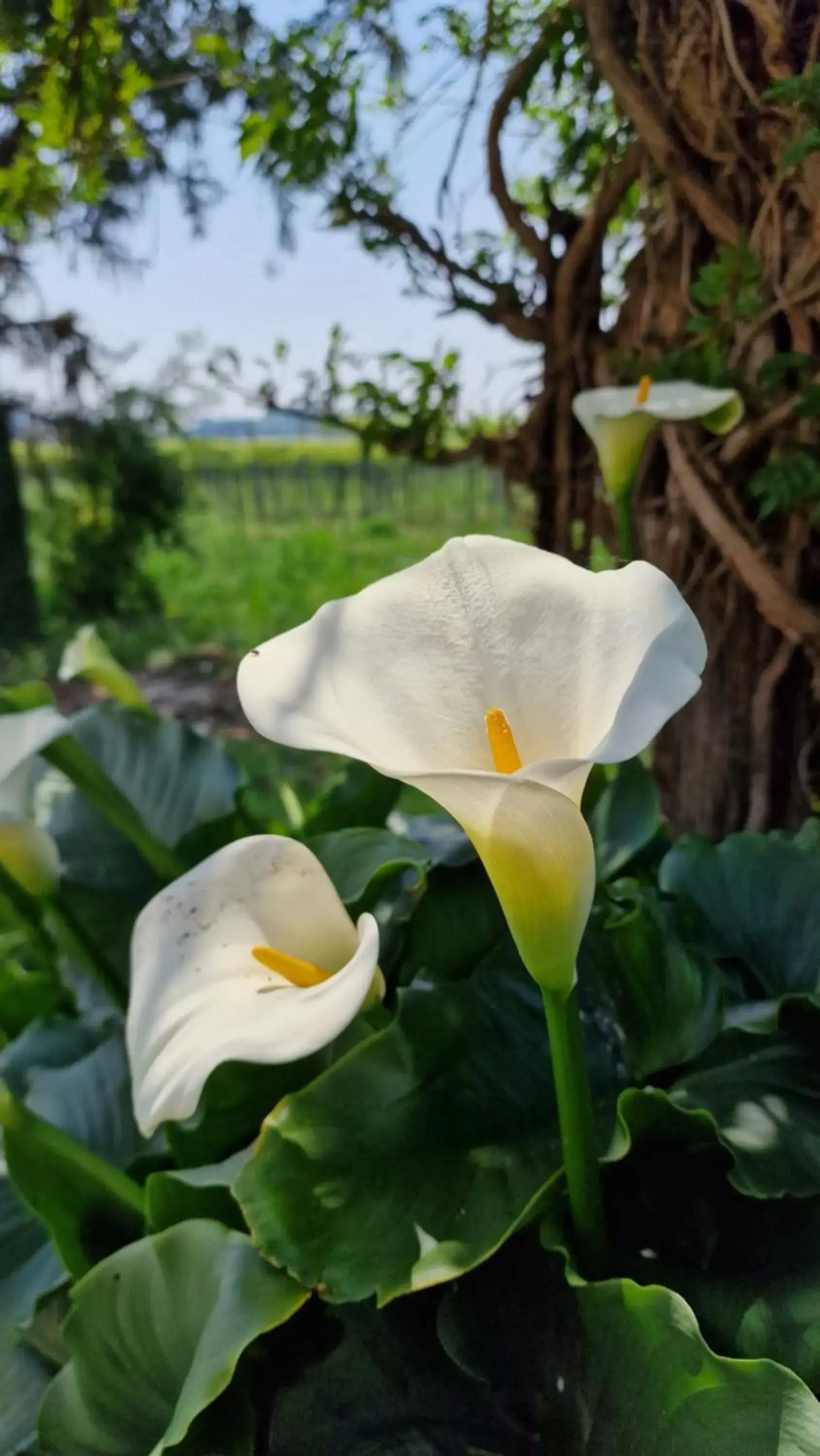 Garden in Casa Ossan