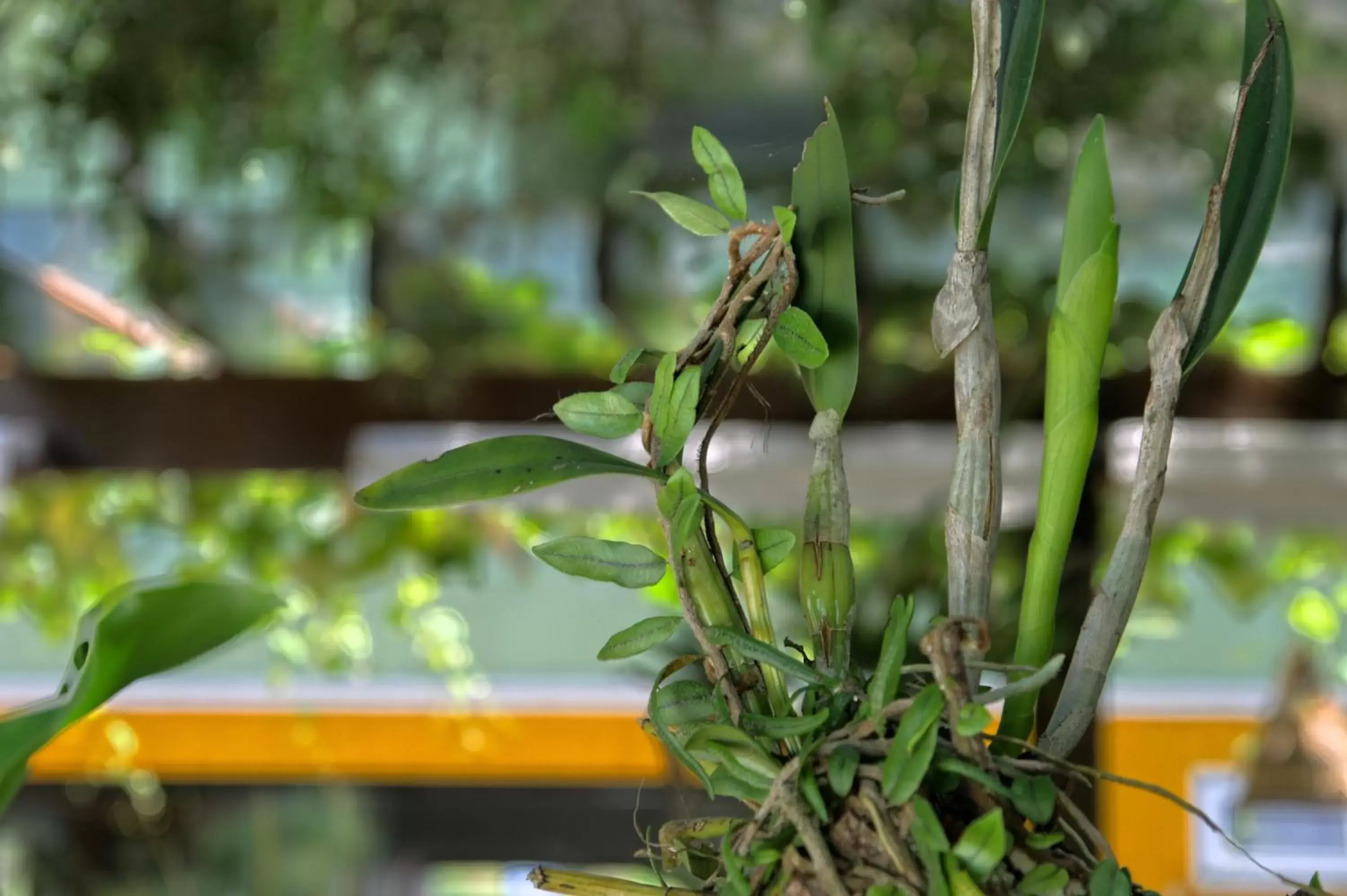 Garden, Other Animals in Pousada Aguas Claras