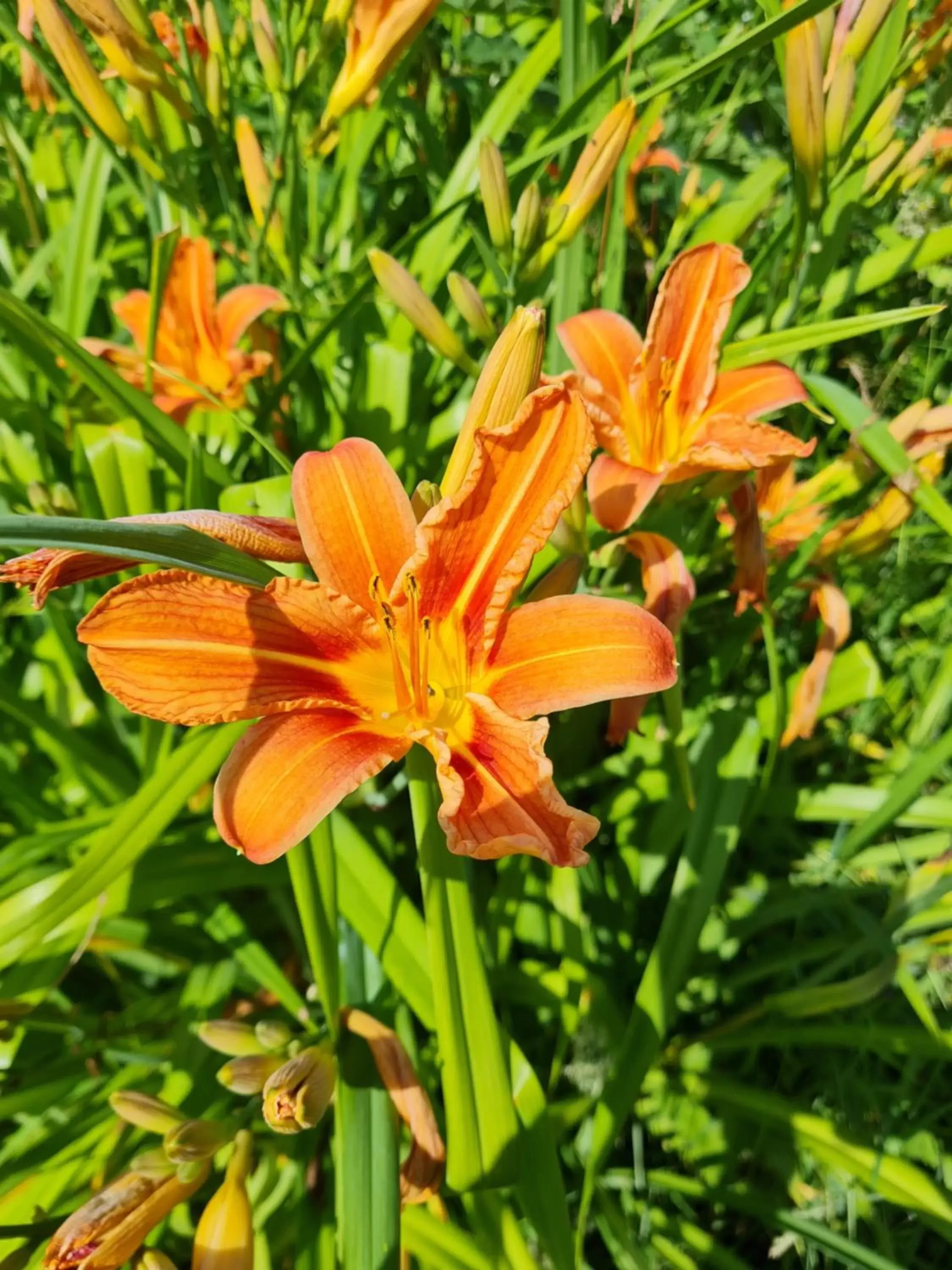 Garden in Domaine De La Cour Vautier