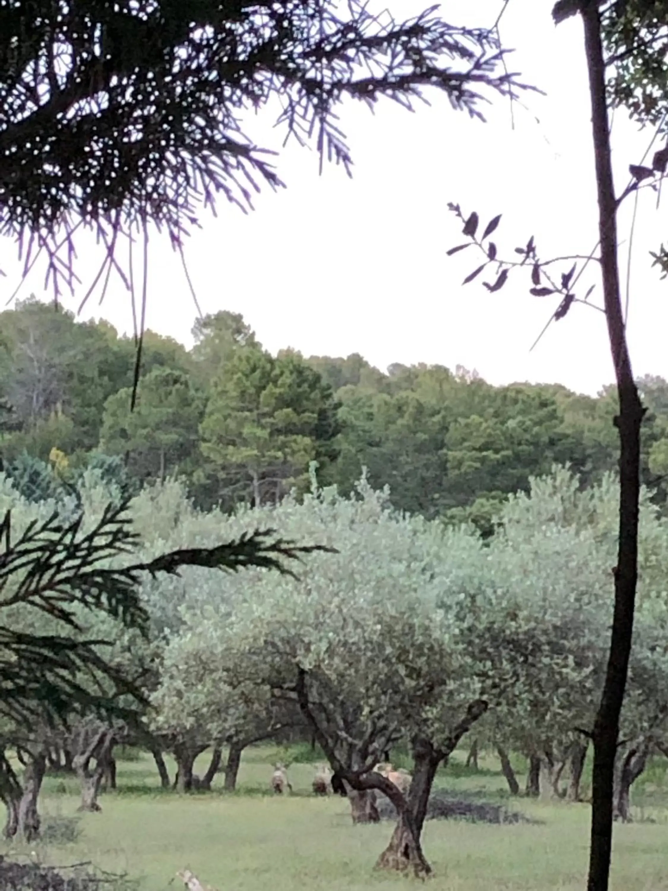 Mountain view in Longo Maï