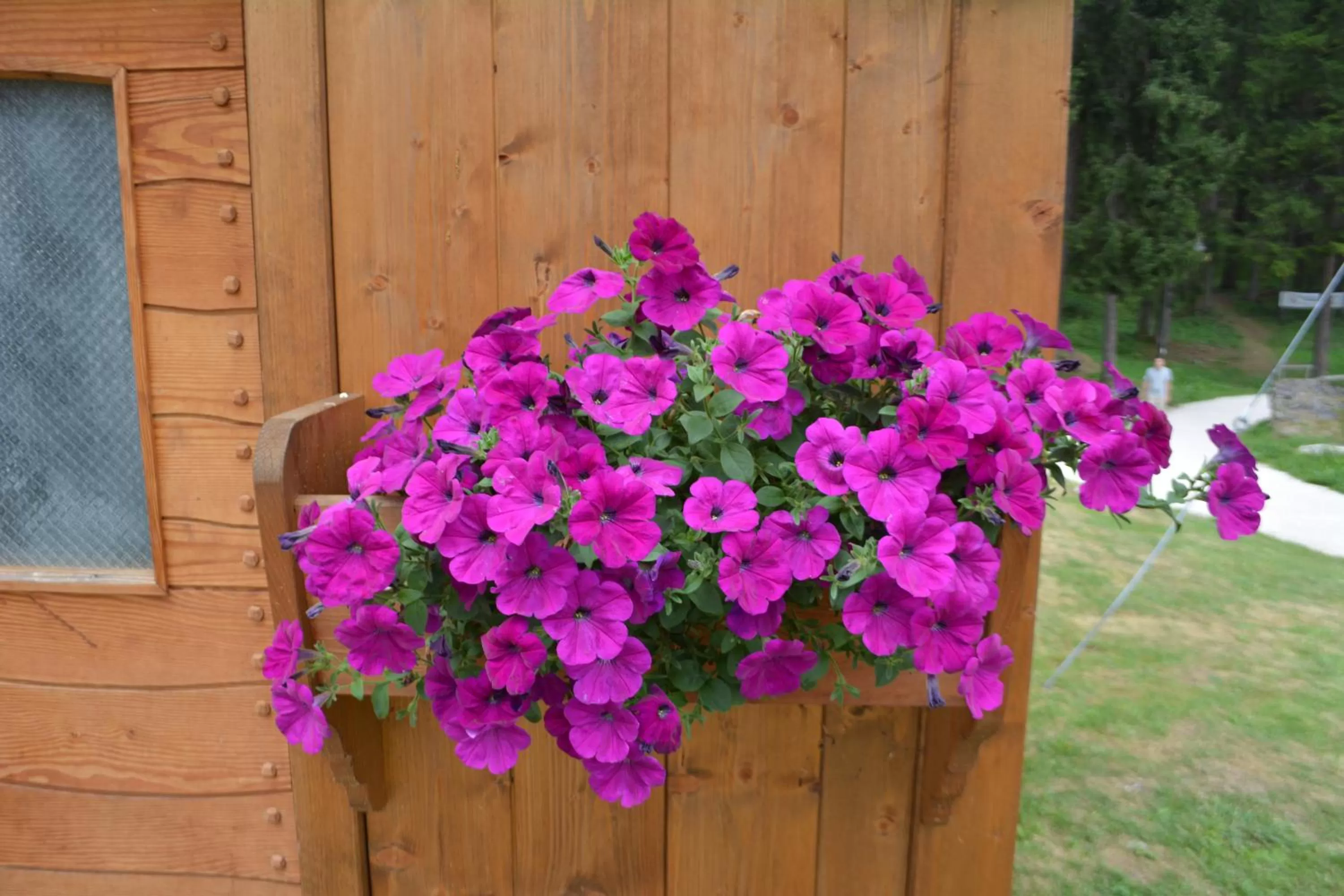 Garden view in Chalet Al Lago