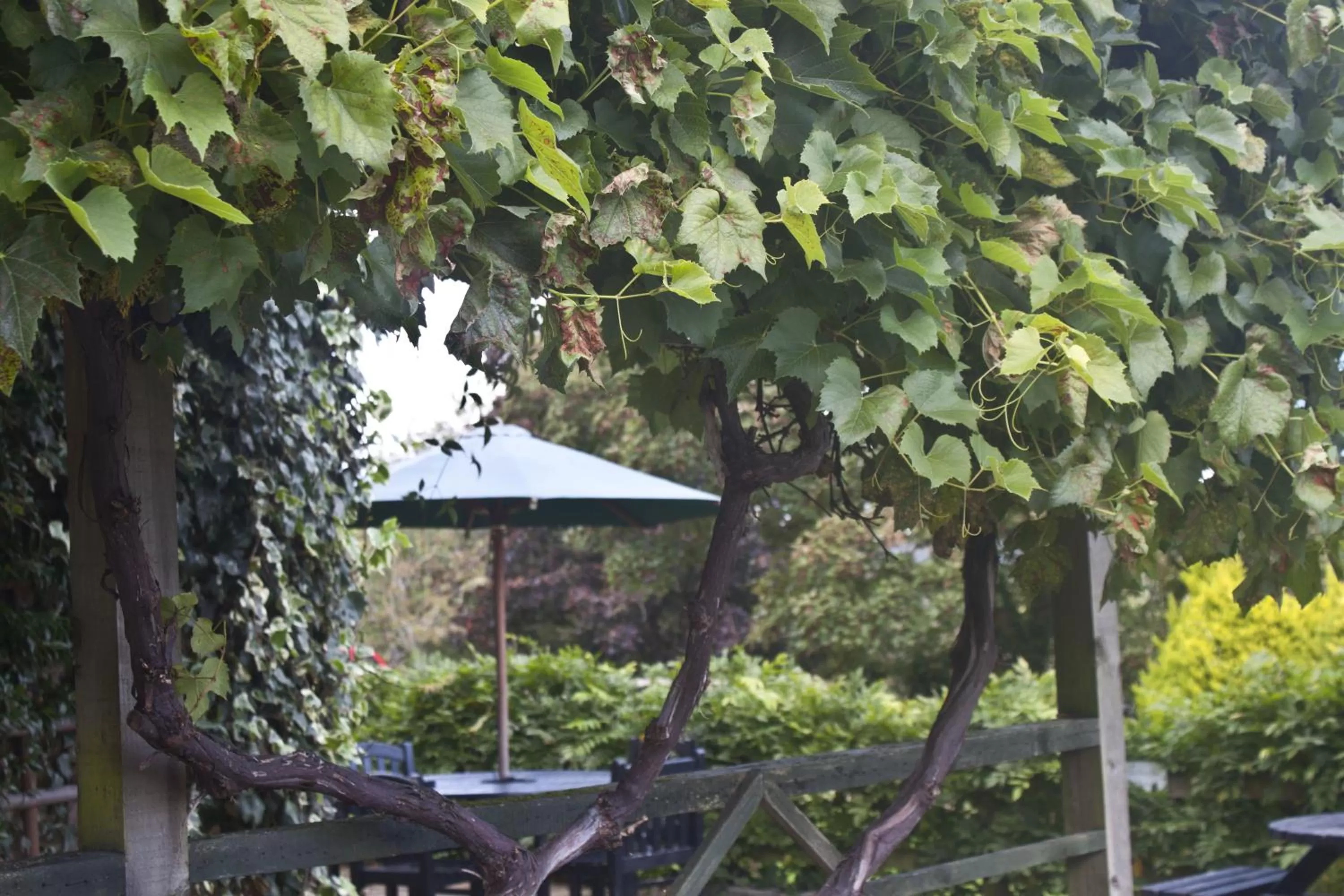 Area and facilities in Best Western Limpley Stoke Hotel