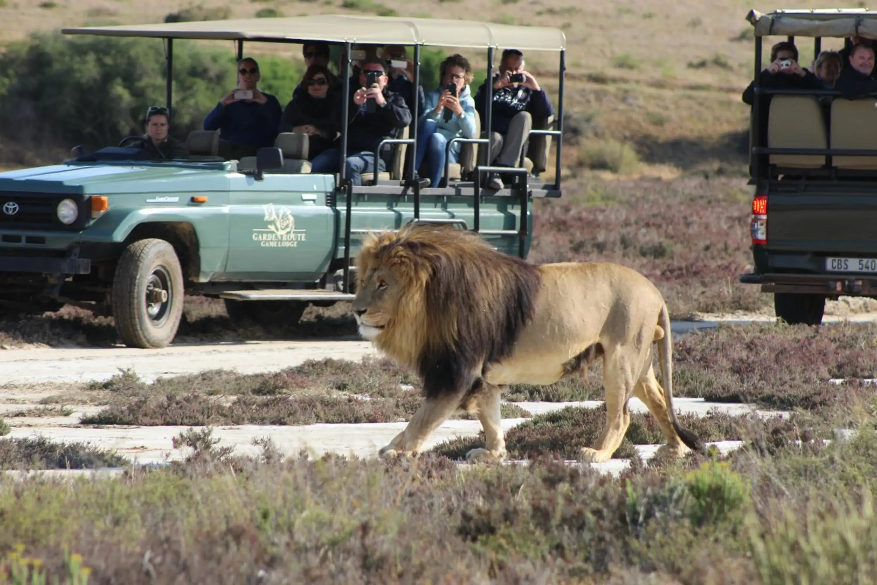 Animals, Other Animals in Garden Route Game Lodge
