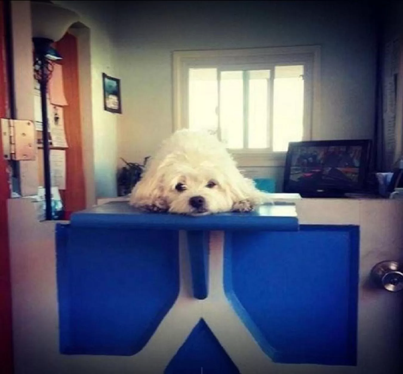 Pets in The Patriots Boutique Motel