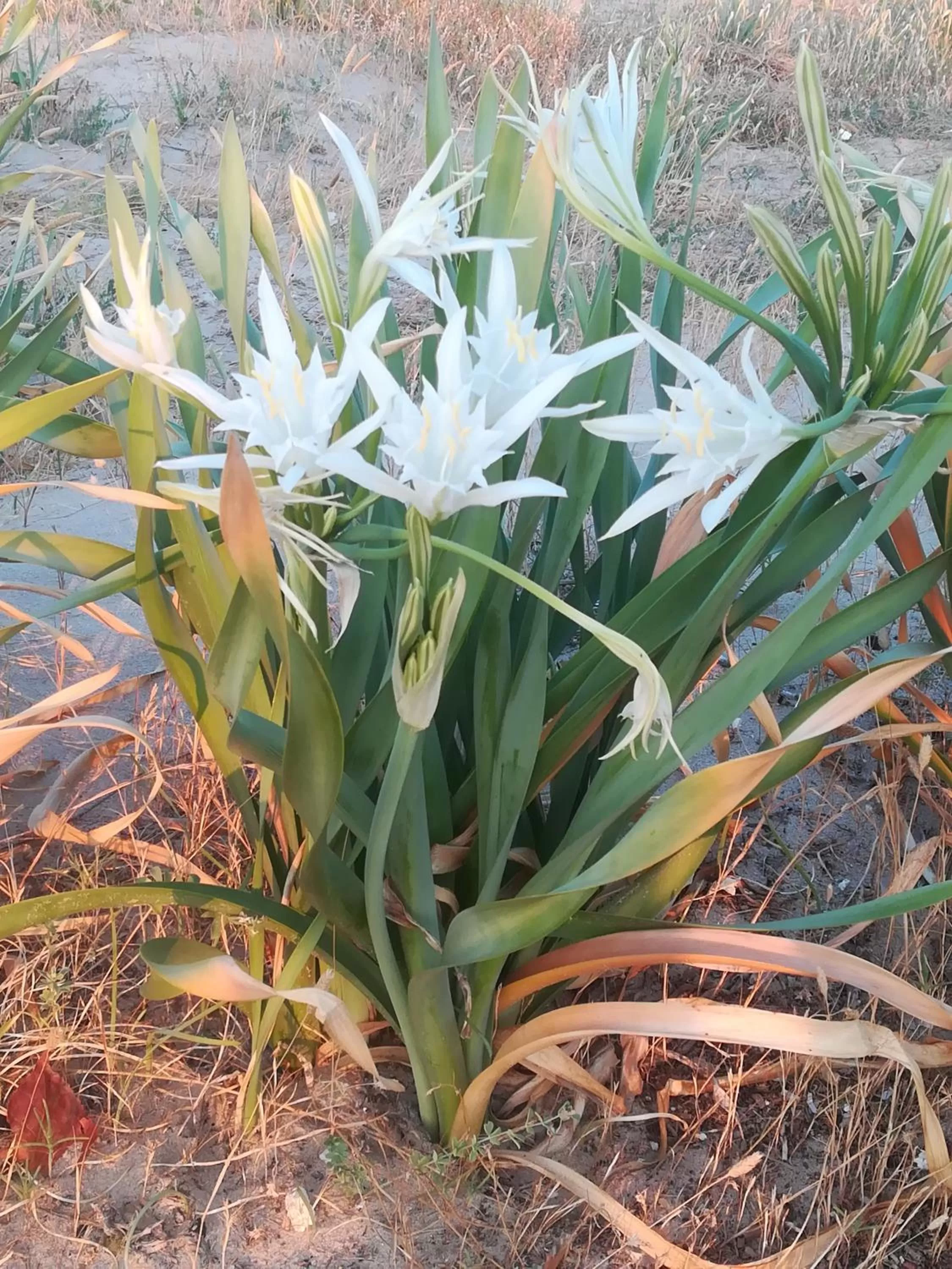 Beach in B&B Falcone