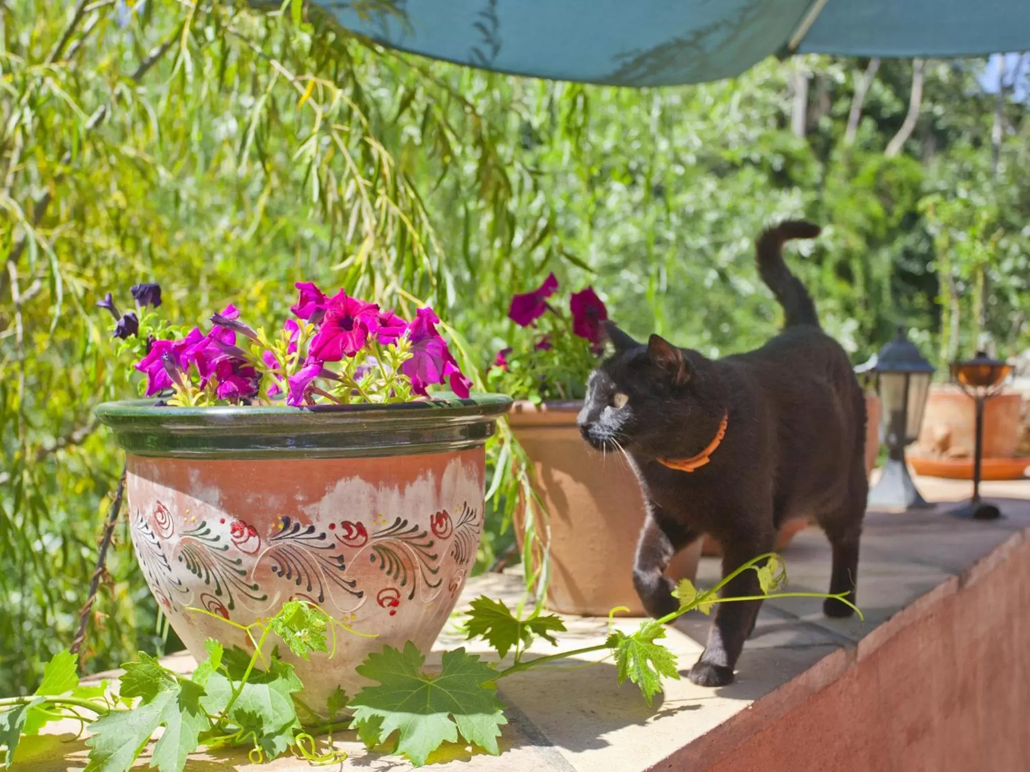 Day, Pets in Hotel Rural Molino del Puente Ronda