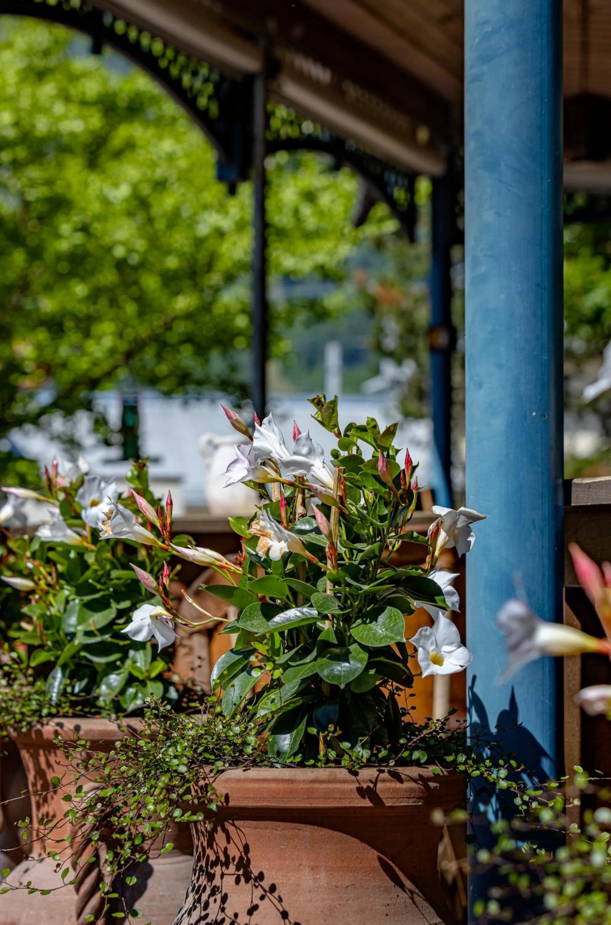 Restaurant/places to eat in Hotel Ertl GmbH