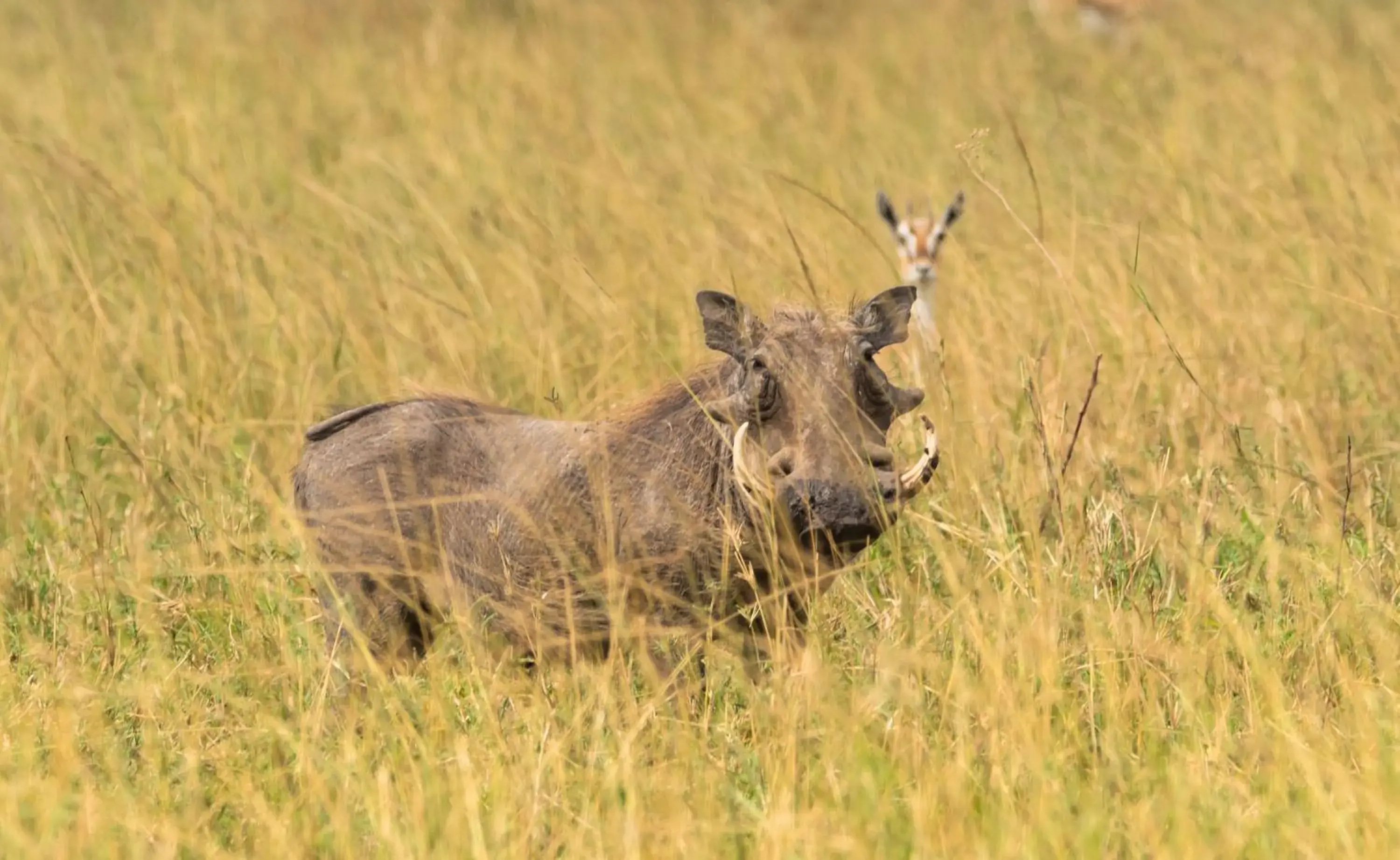 Activities, Other Animals in Ngorongoro Lodge member of Melia Collection