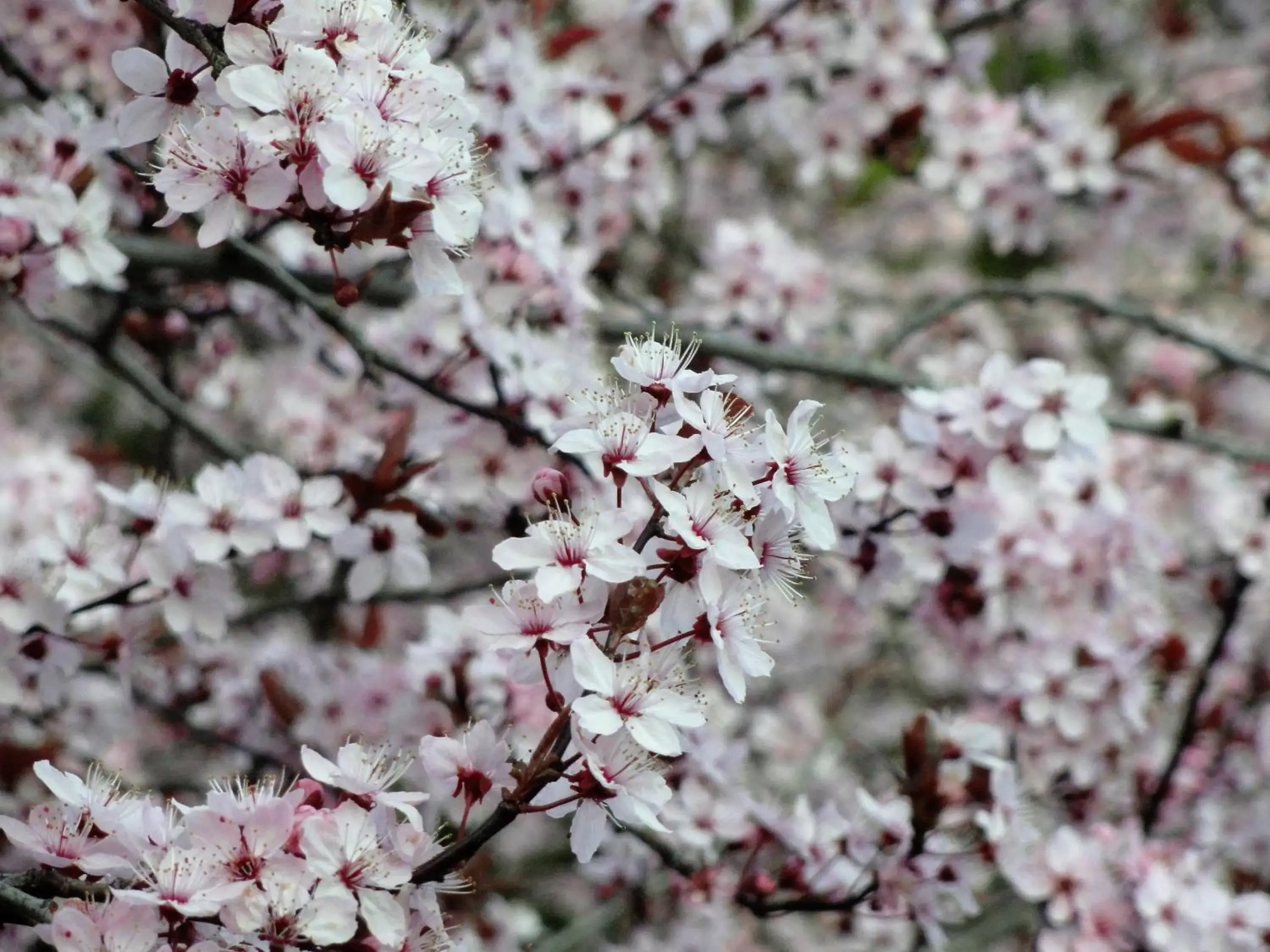 Spring, Other Animals in English Bay Hotel