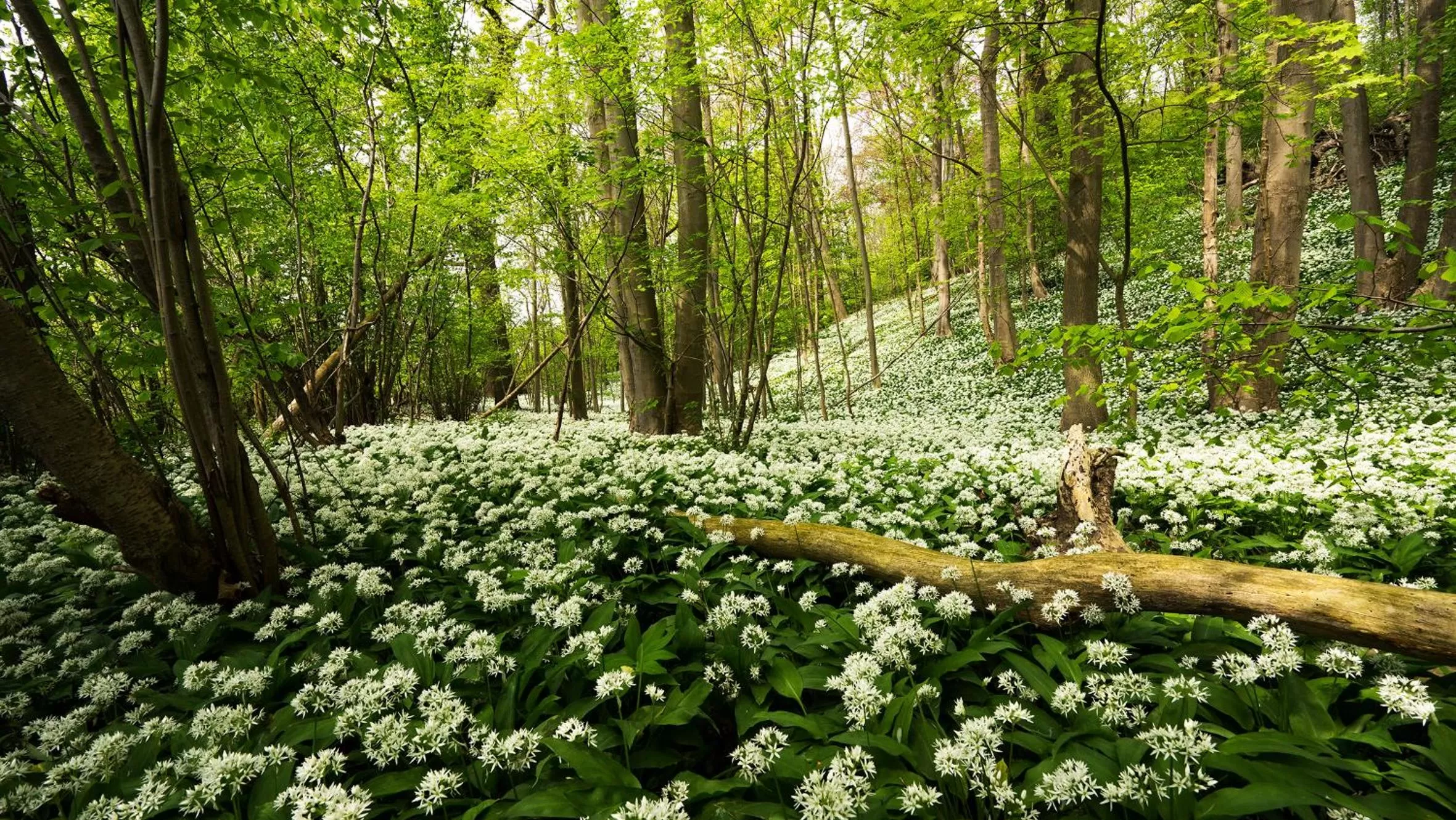 Natural landscape in B&B - Eetcafe - Riekelt