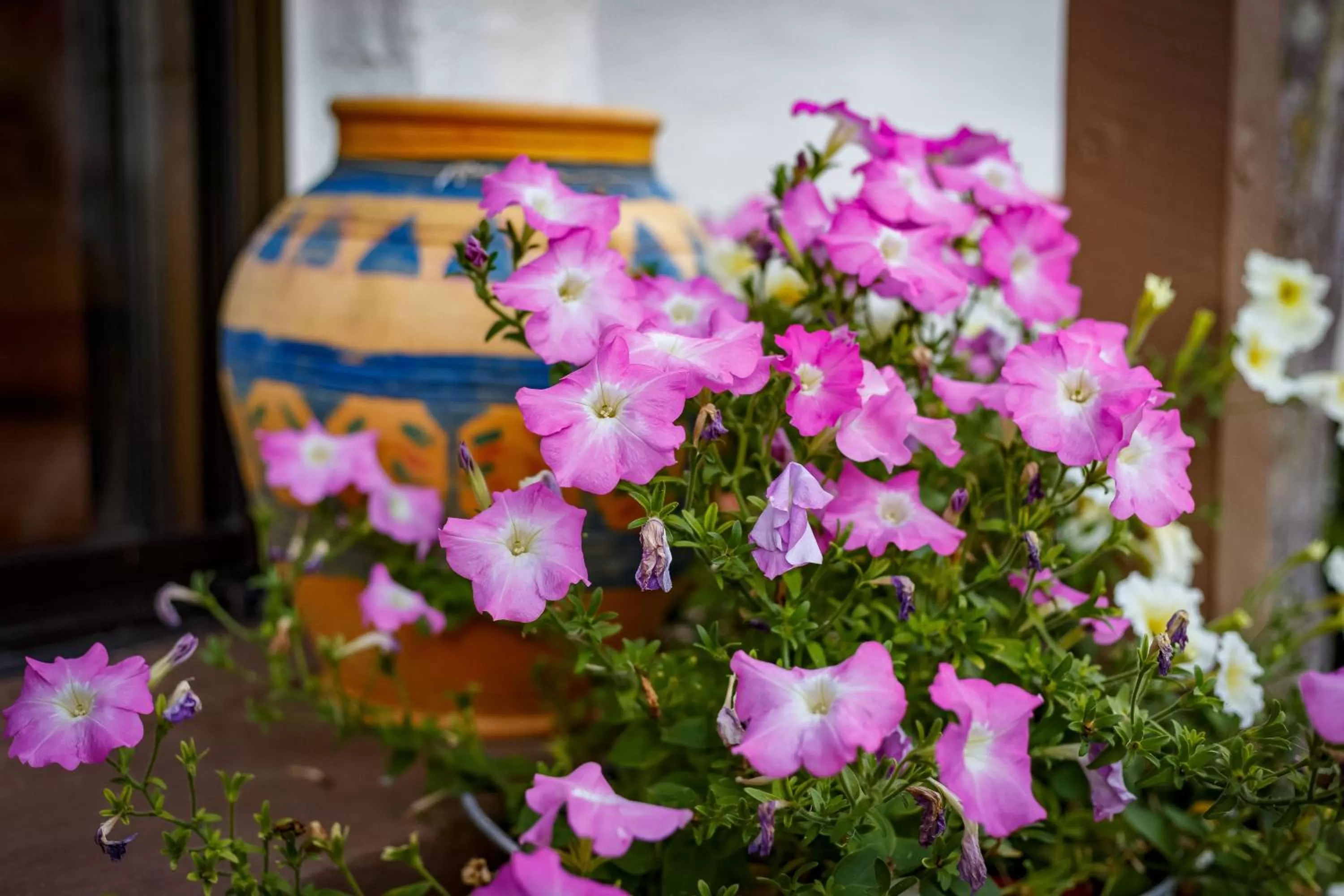 Garden in Sensom at Sapphire - Adults only B&B