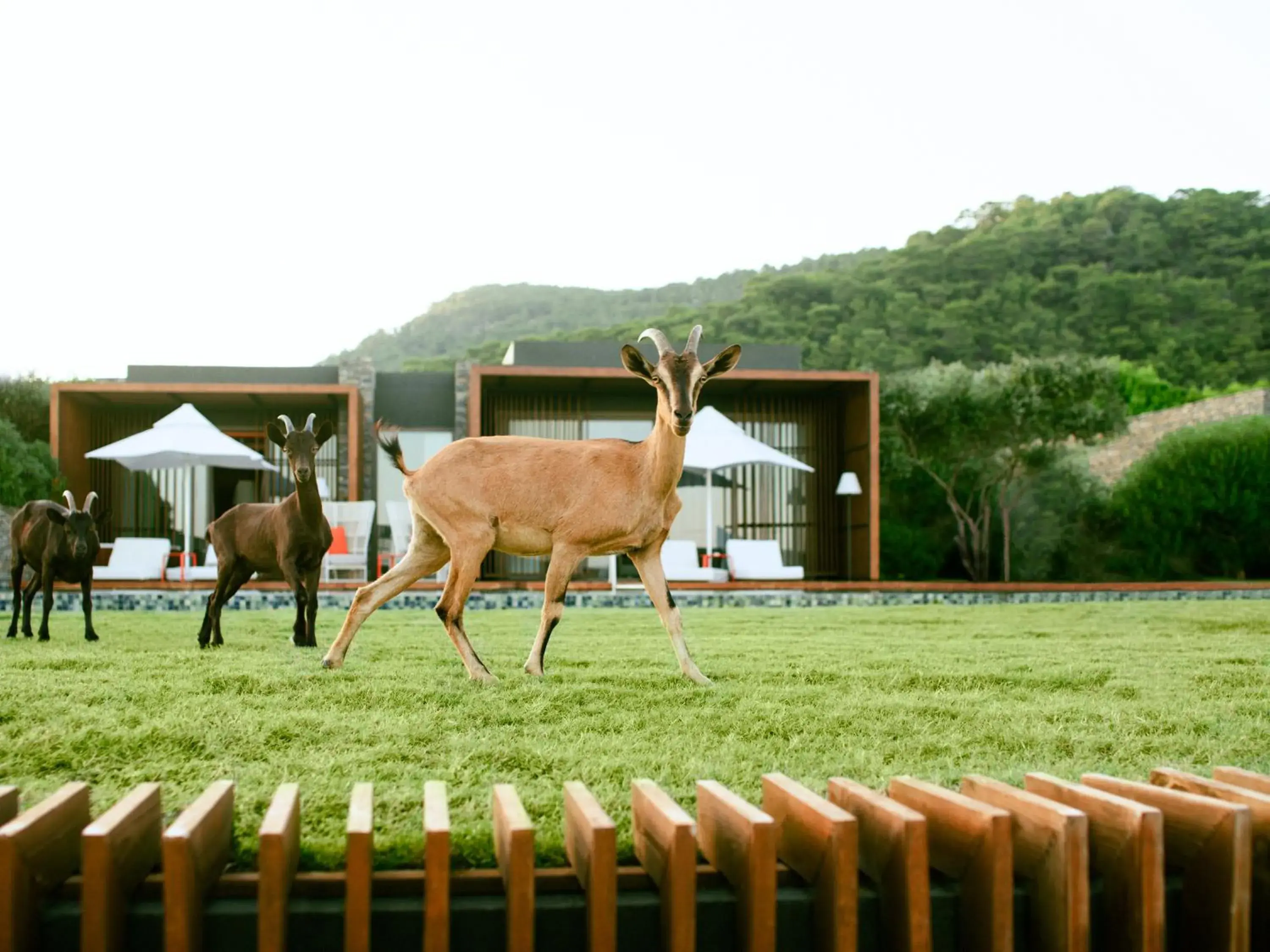 Garden, Other Animals in Maxx Royal Kemer Resort