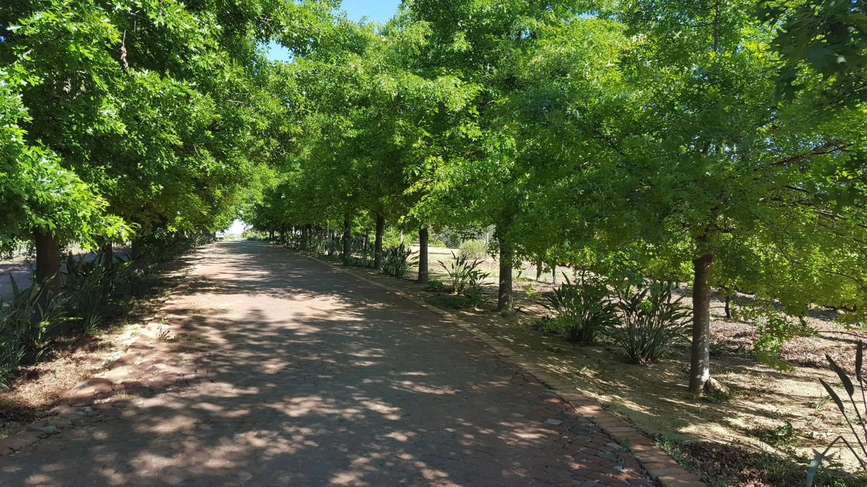 Spring in Cana Vineyard Guesthouse