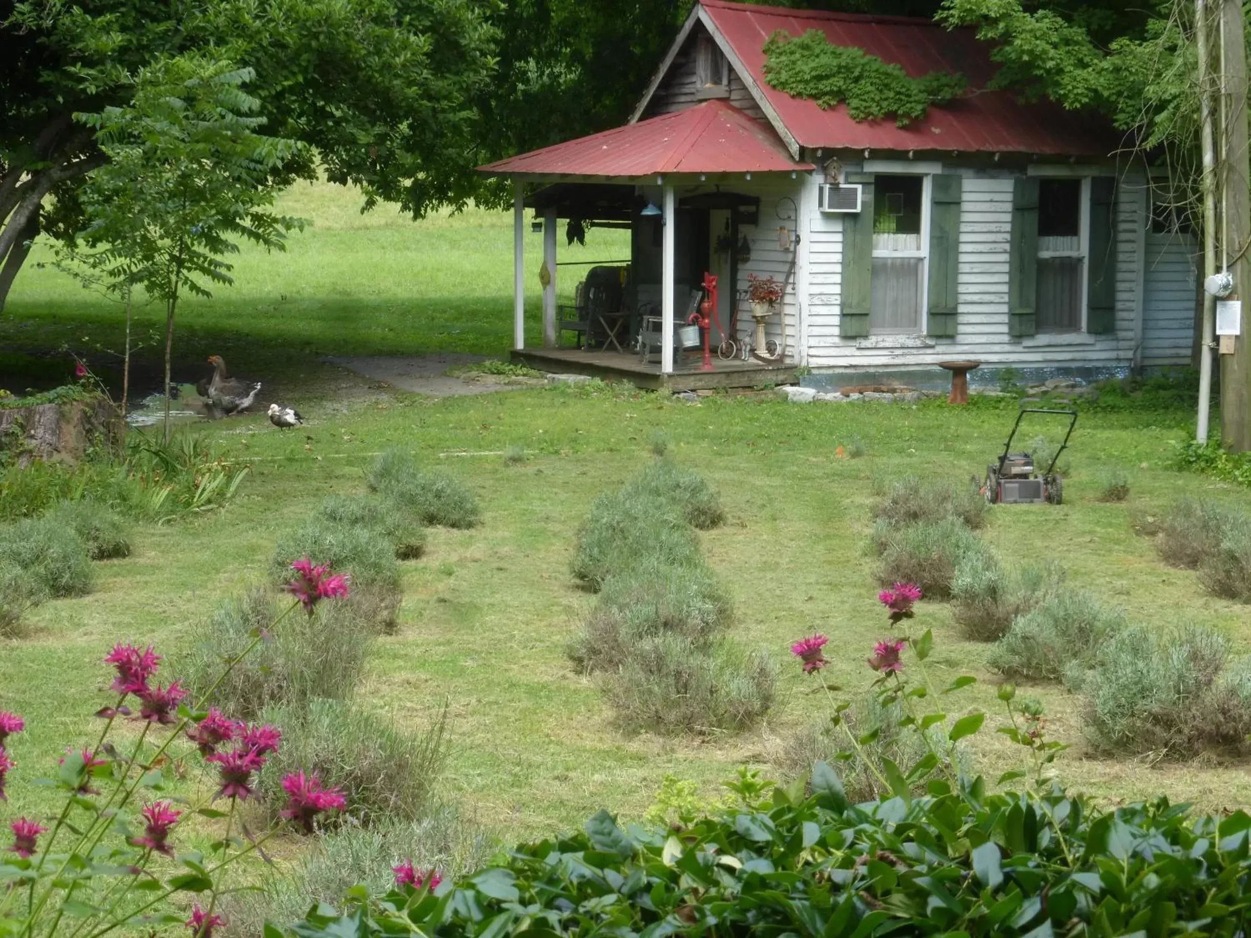 Property building, Garden in Mulberry Lavender Farm and B&B