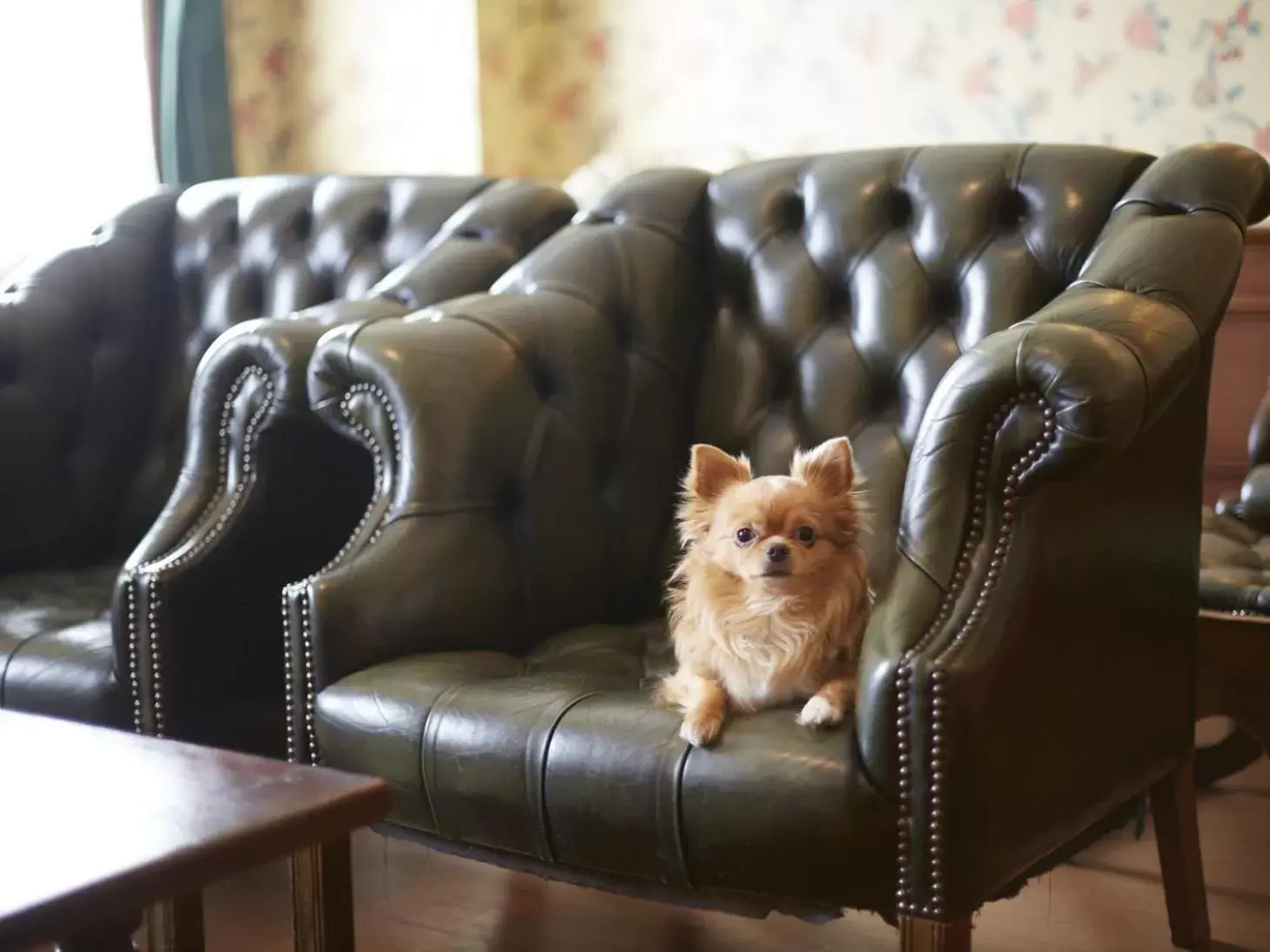 Photo of the whole room, Pets in Wellness Forest Nasu