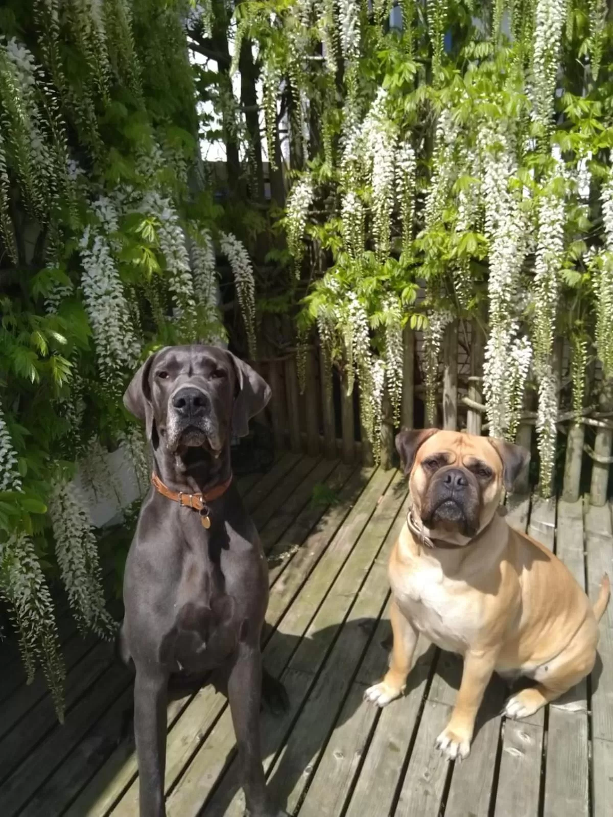 Pets in Boscundle Manor