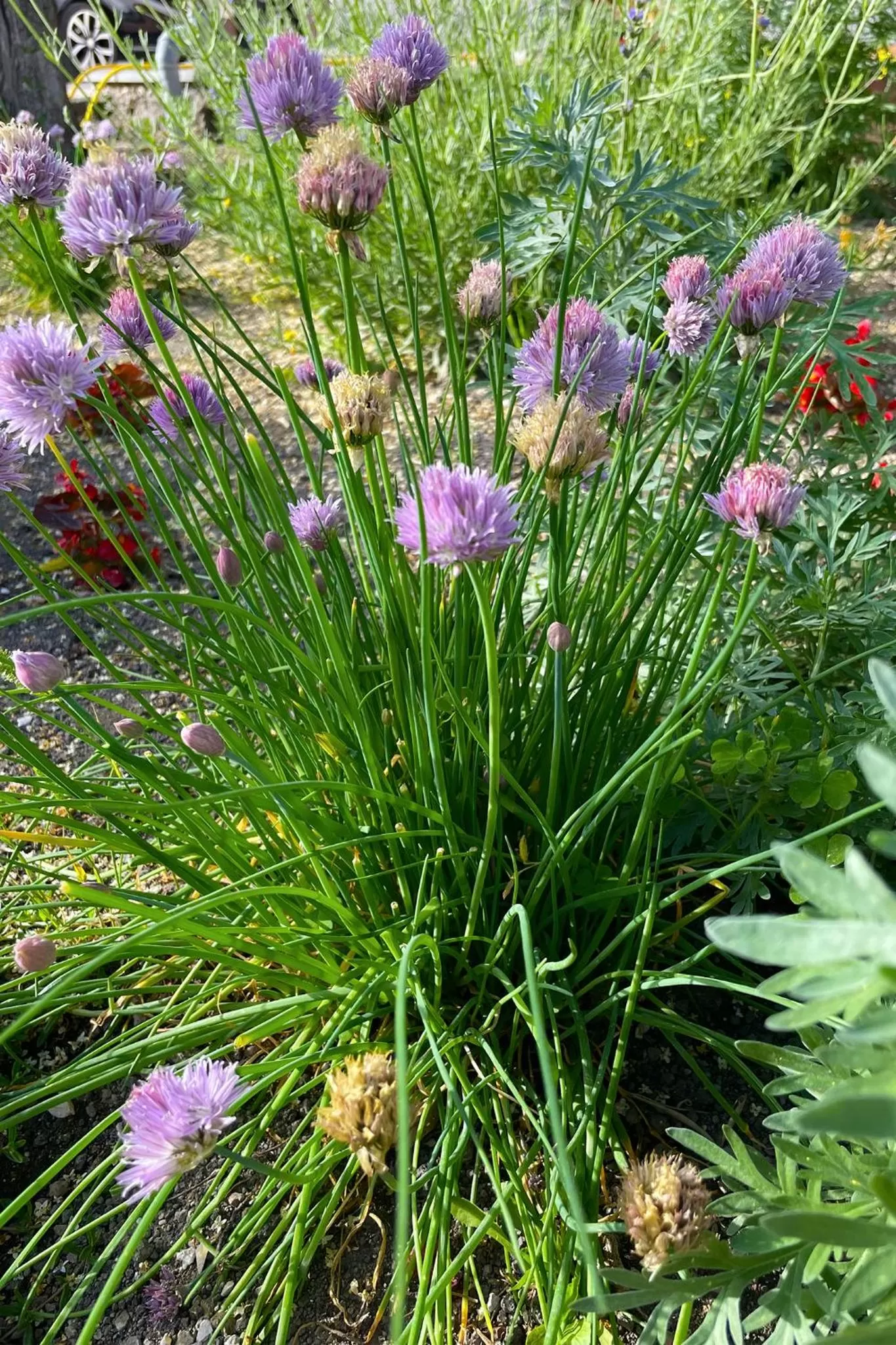 Other Animals in B&B Dimora di Campagna "alle falde del Vesuvio"