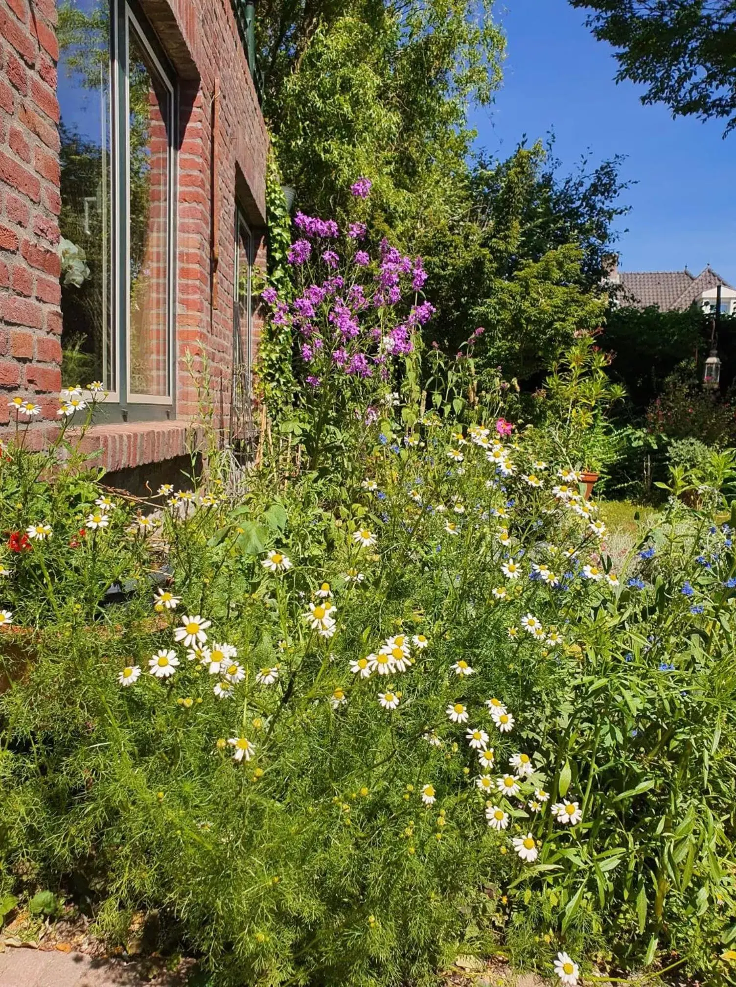 Garden in De Vliegende Vlinder