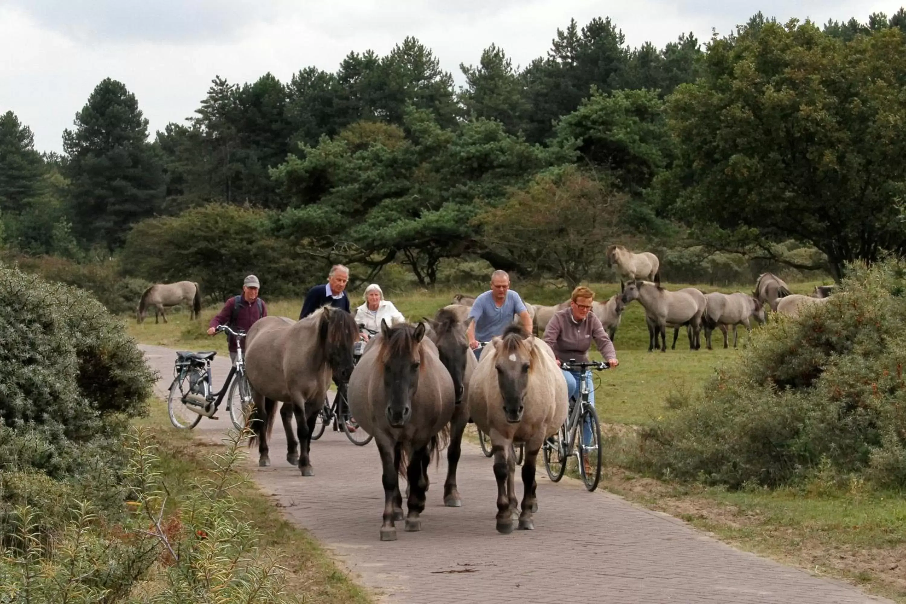 Cycling, Horseback Riding in Hotel Rauw aan de Kade