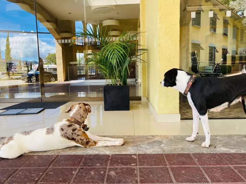 Lobby or reception, Pets in Hotel Rocaval San Cristóbal de las Casas