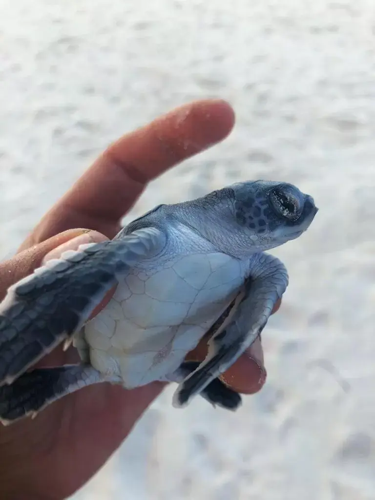 Beach, Other Animals in Alquimia Hotel Boutique