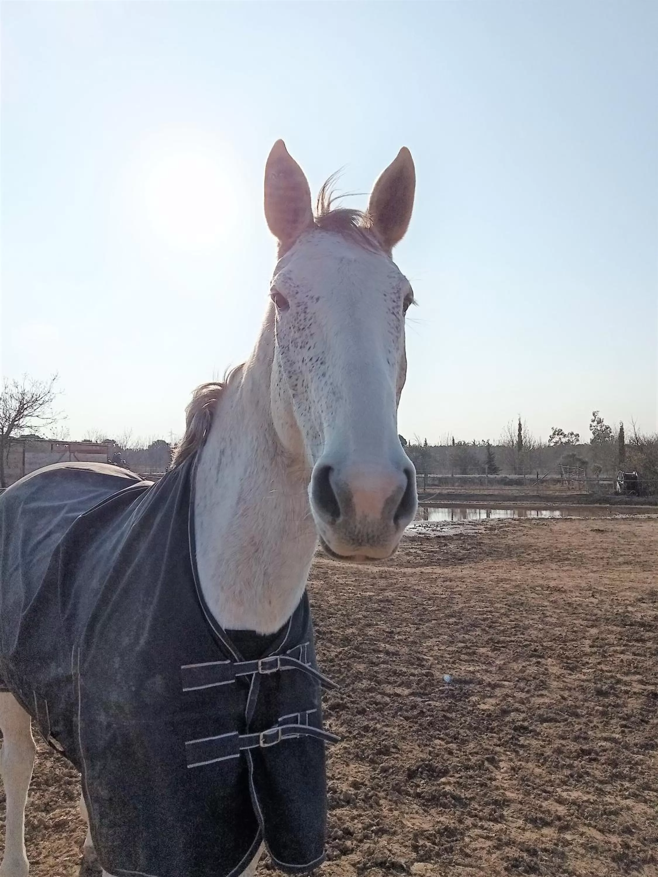 Horse-riding, Other Animals in Mas Palegry côté terrasse