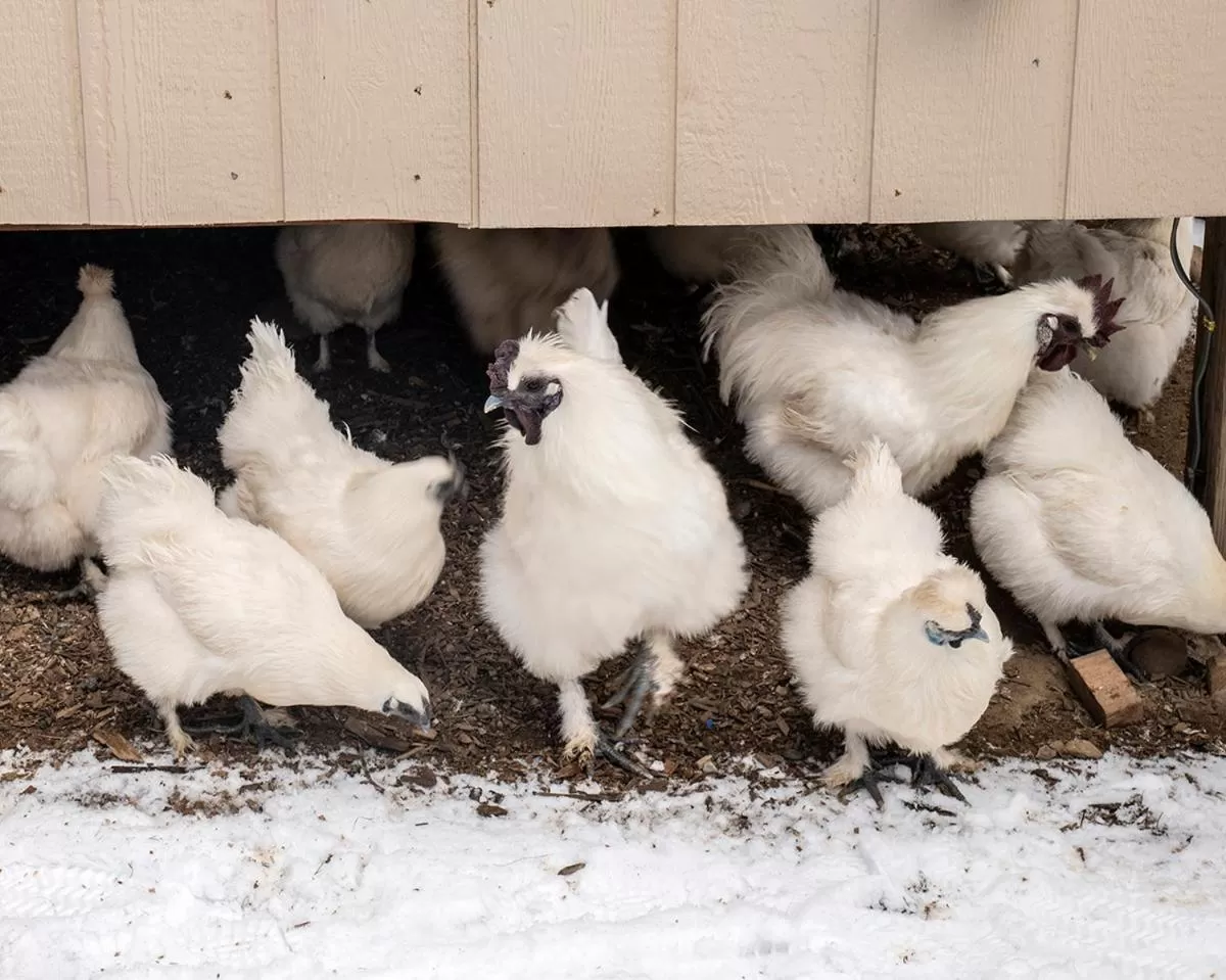 Animals in Arcady Mountain Motor Lodge