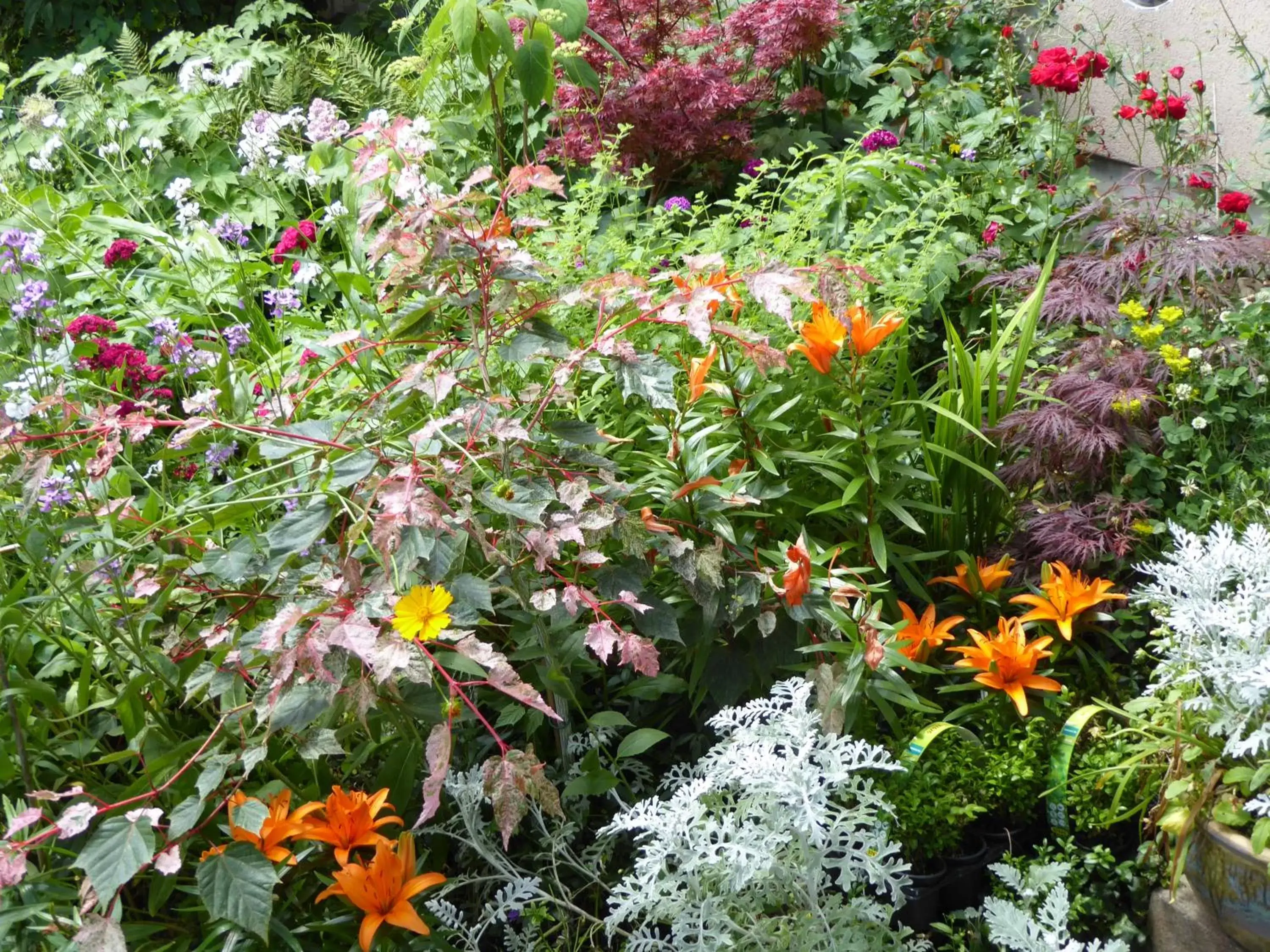 Garden in B&B Pappelweg - 2