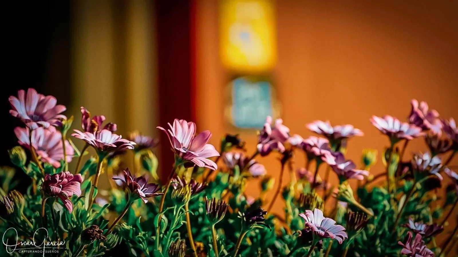 Garden in Hotel Mi Norte