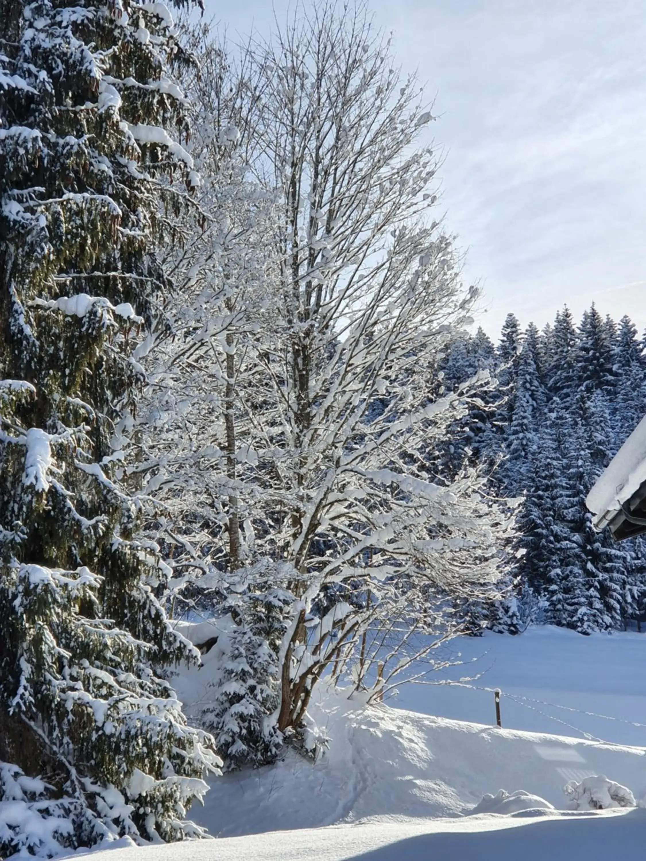 Natural landscape, Winter in Alpenhof