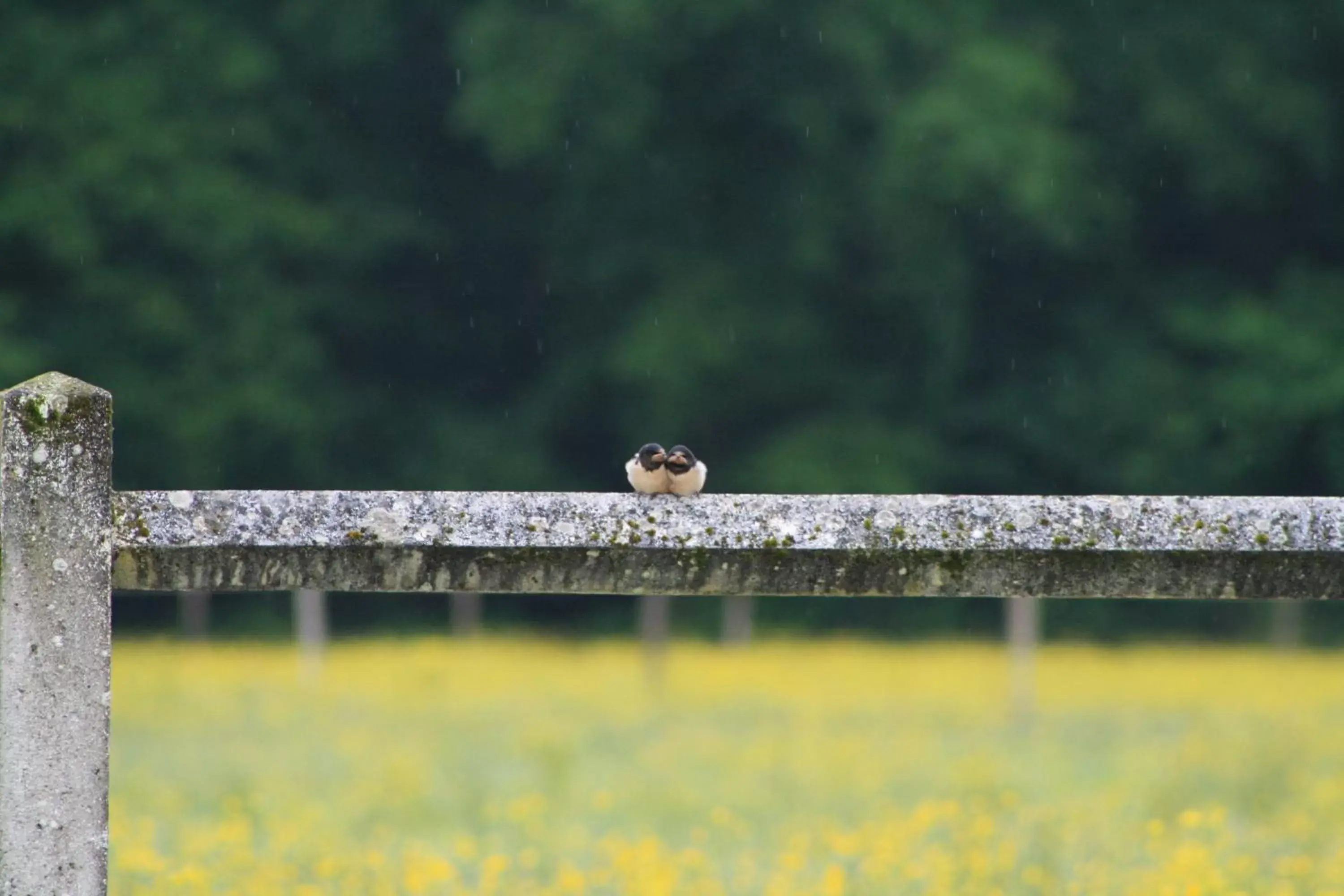 Spring, Other Animals in Chambres et Table d'Hôtes Les Machetières