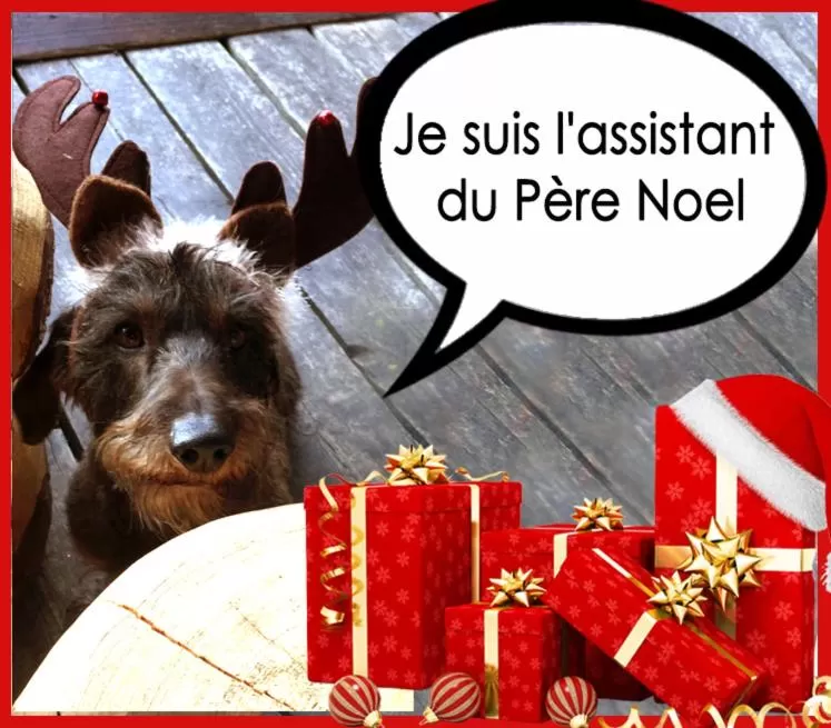 Pets in La Bournerie