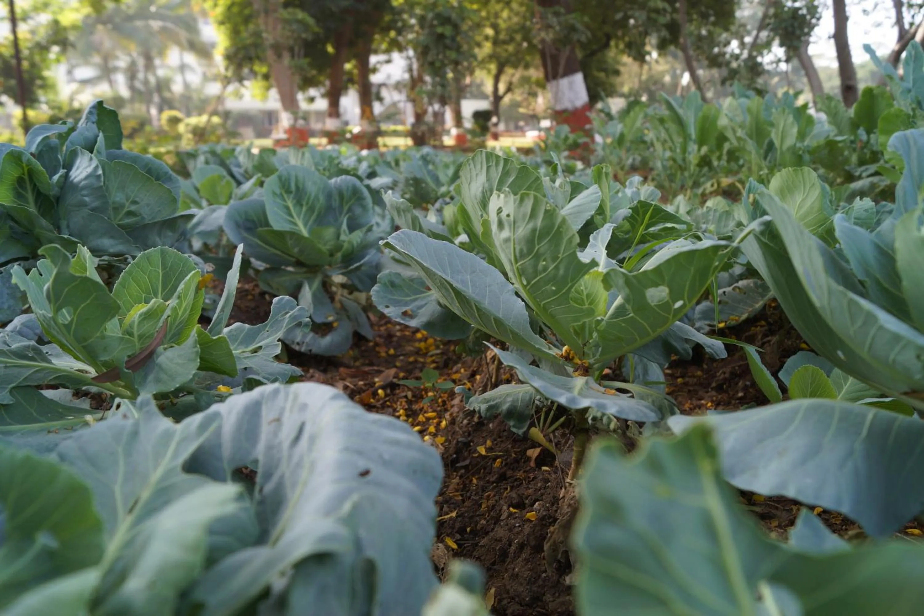 Garden in Ambassador Ajanta Hotel, Aurangabad