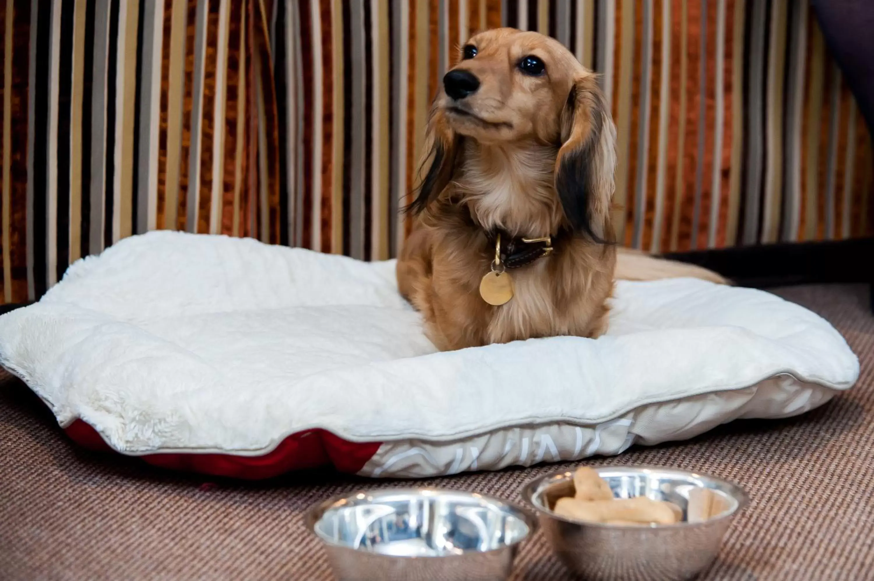 Pets in Hotel d'Angleterre