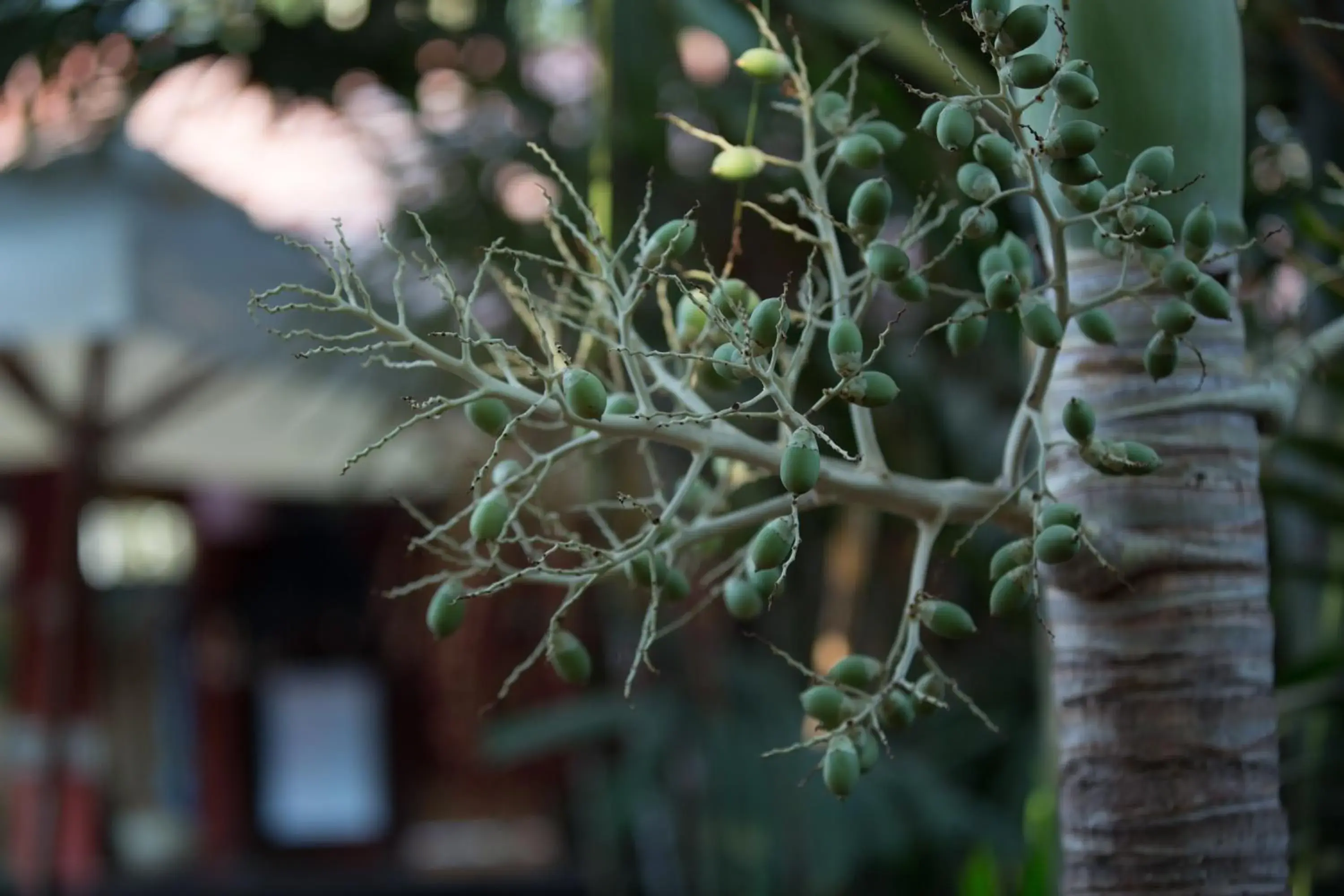 Garden view in Sonalong Boutique Village and Resort